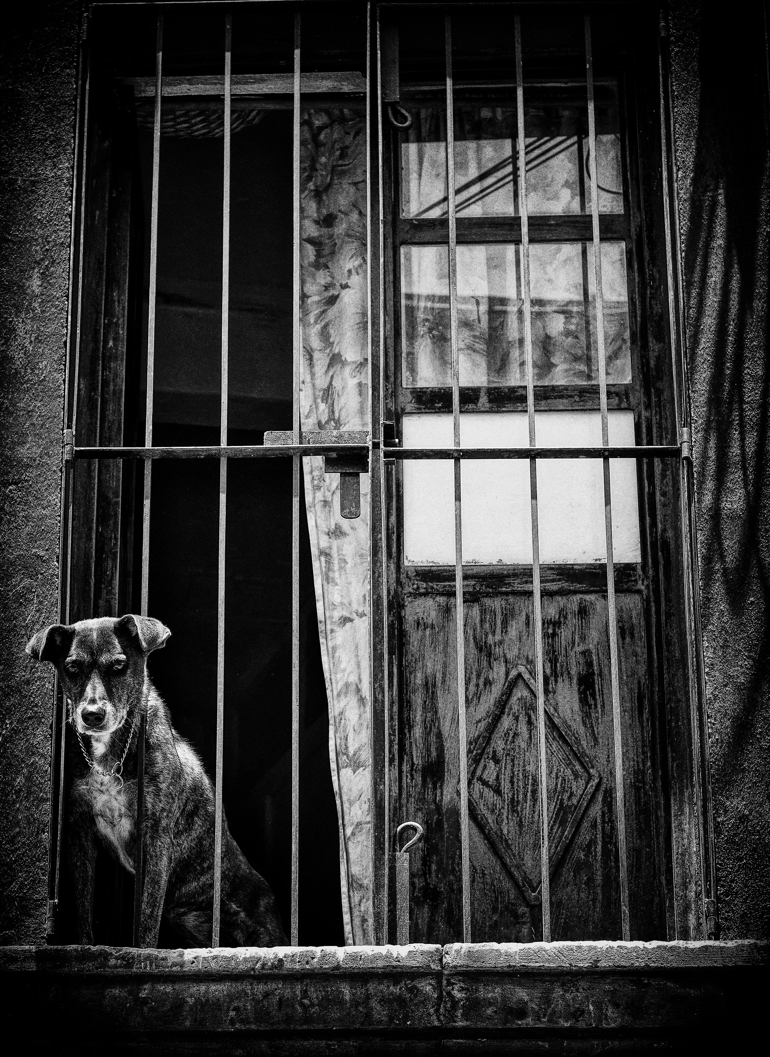 RoachSMA_WindowDog_0088.jpeg