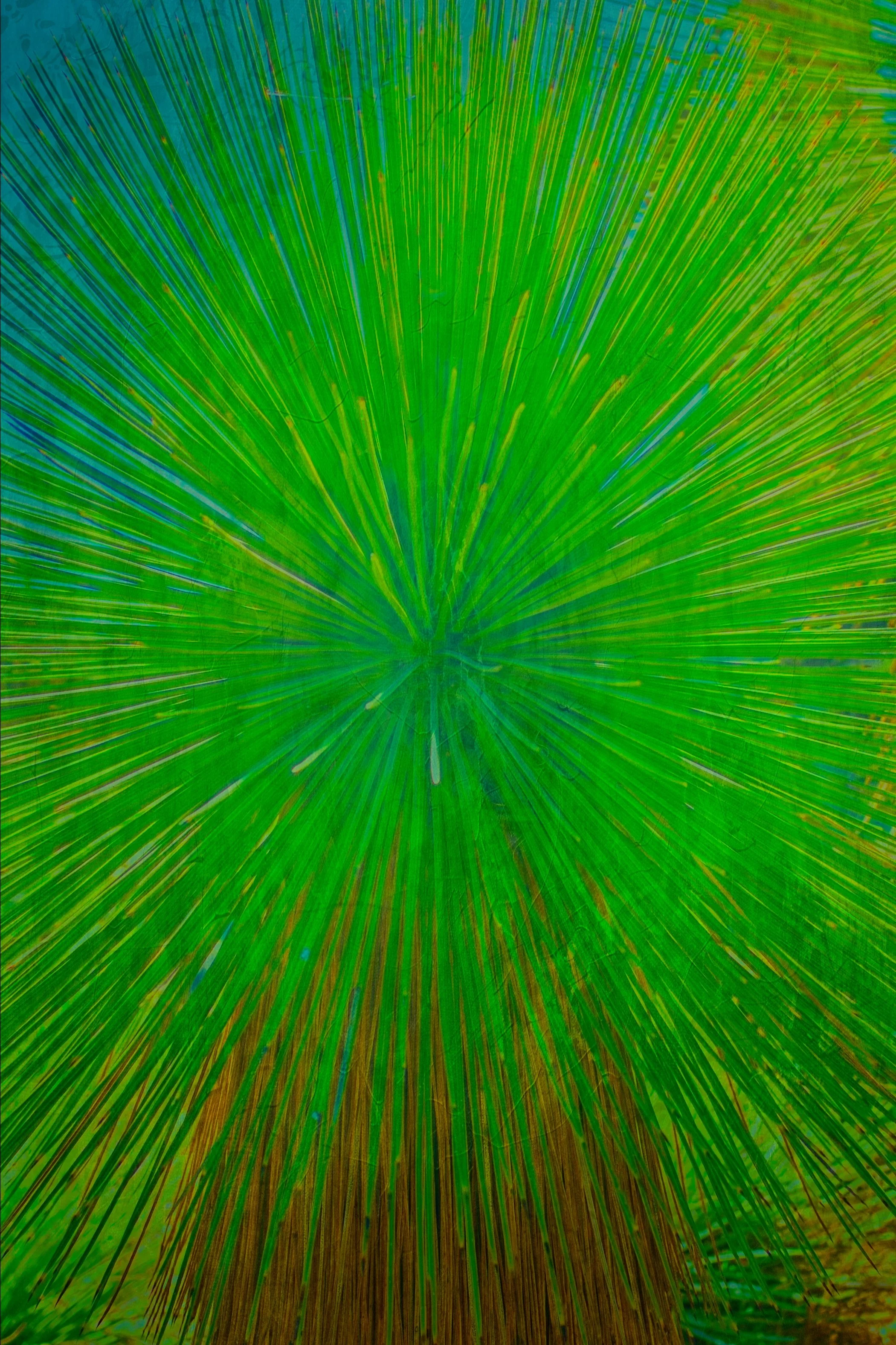 cacti_brocade1.jpg