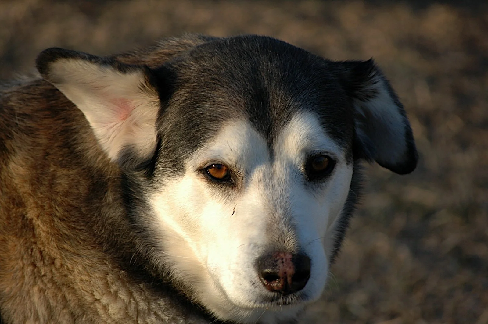 DSC_0938.JPG
