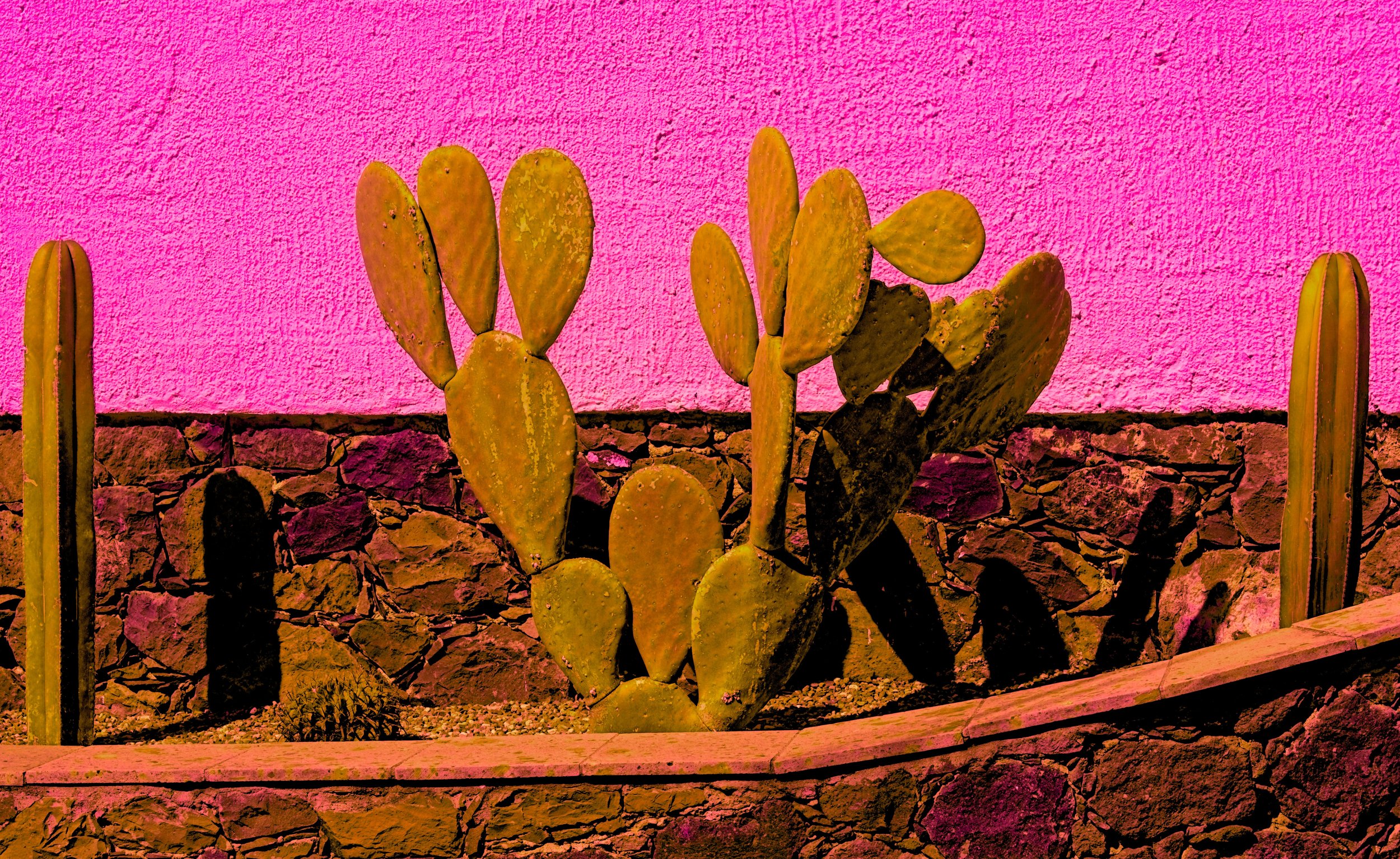 CactiJardin.jpg
