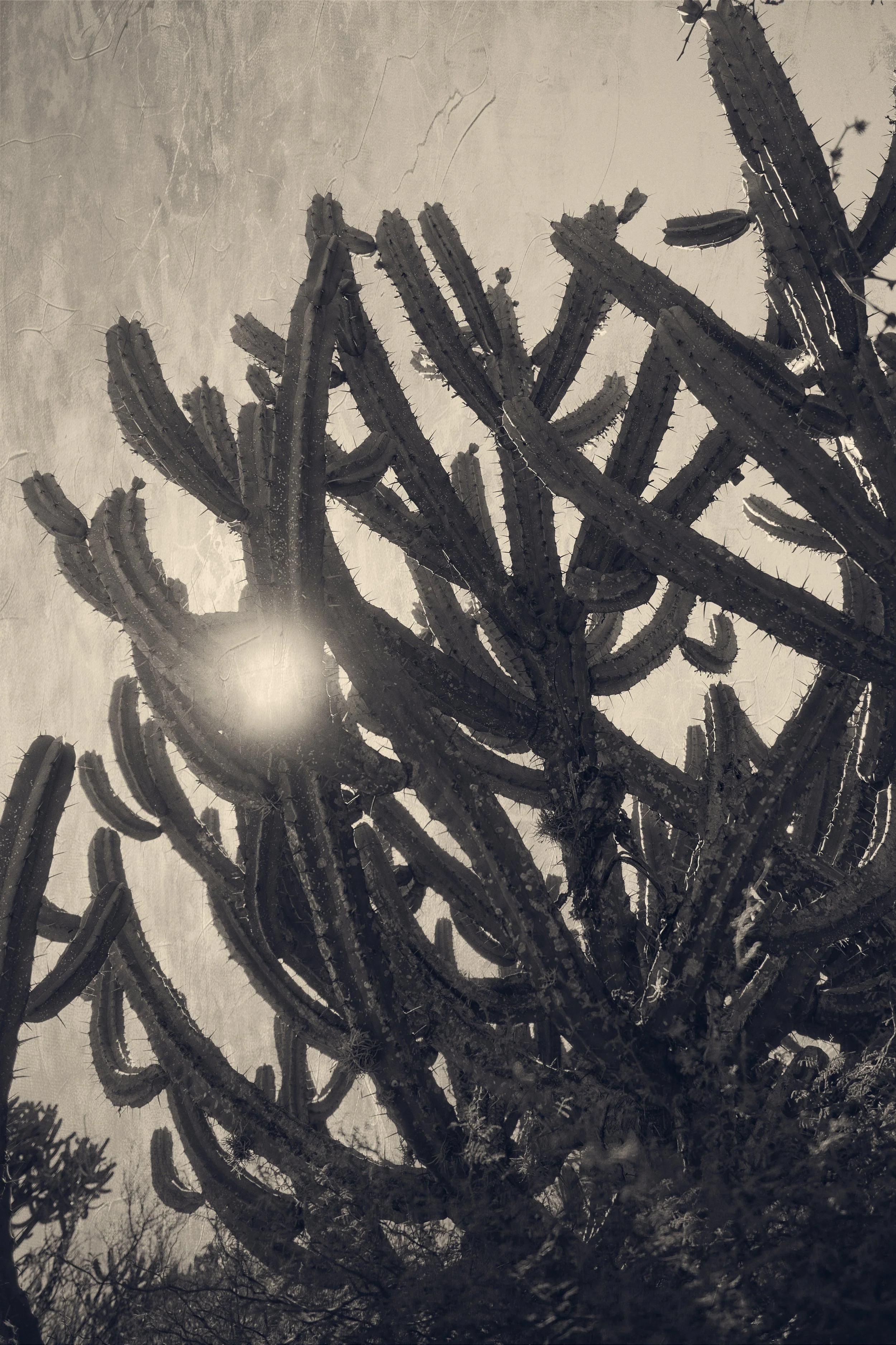 cactibw.jpg