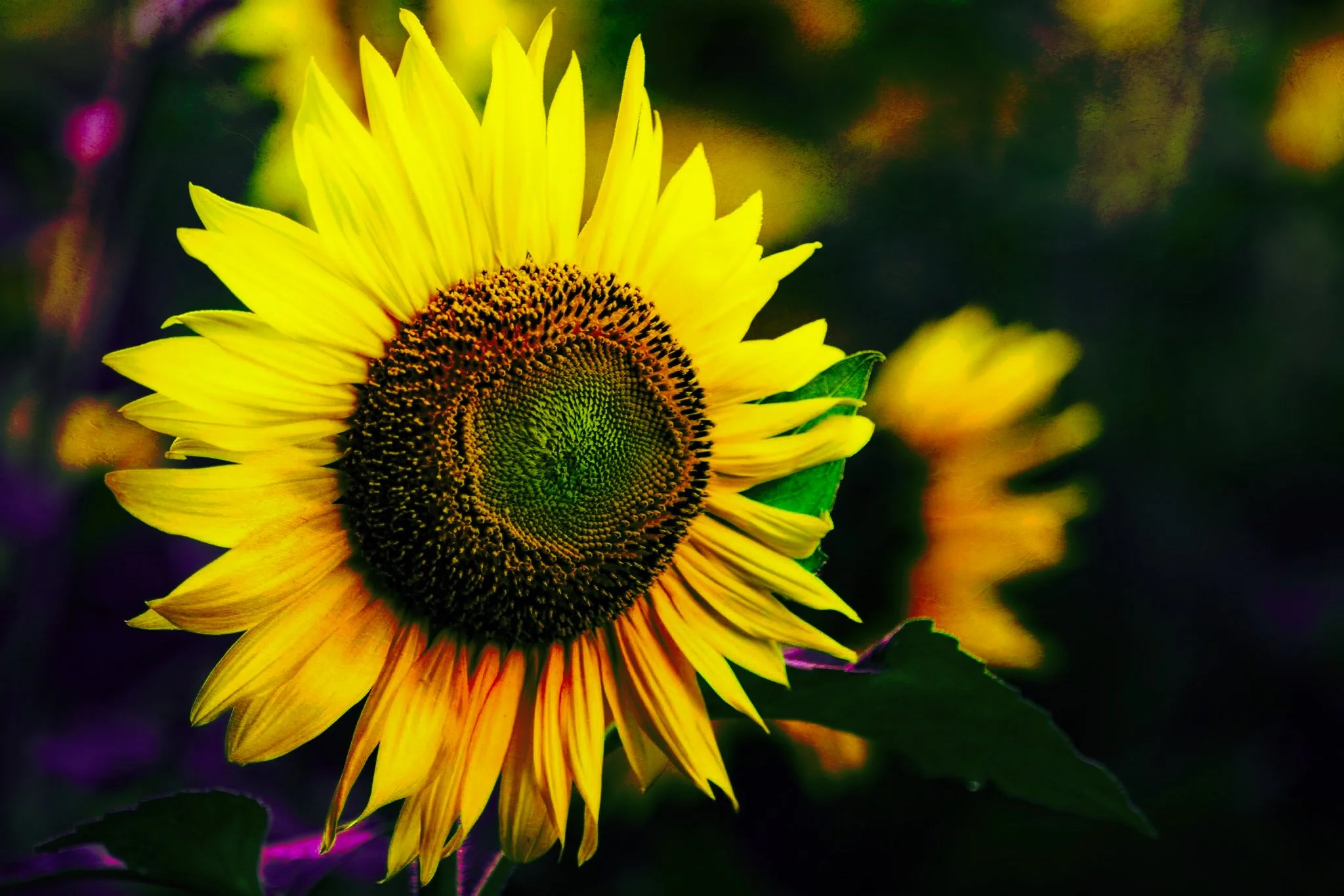 Flower of the Sun