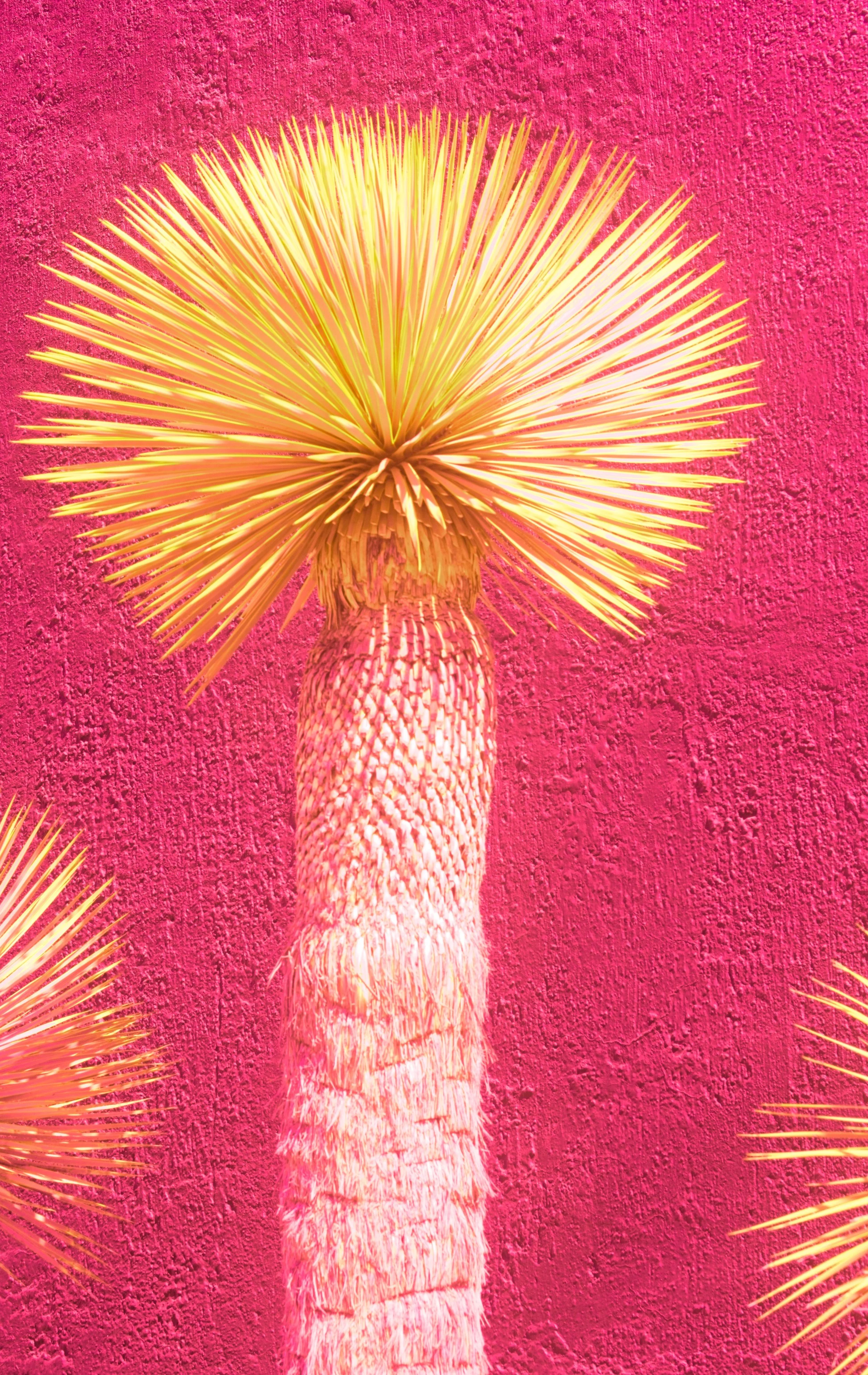 BigYucca.jpg