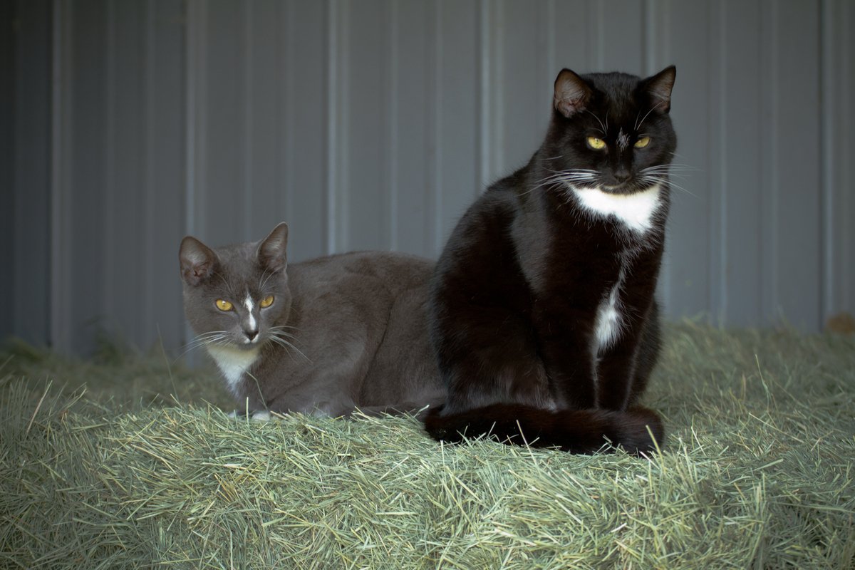 cat_portrait004.jpg