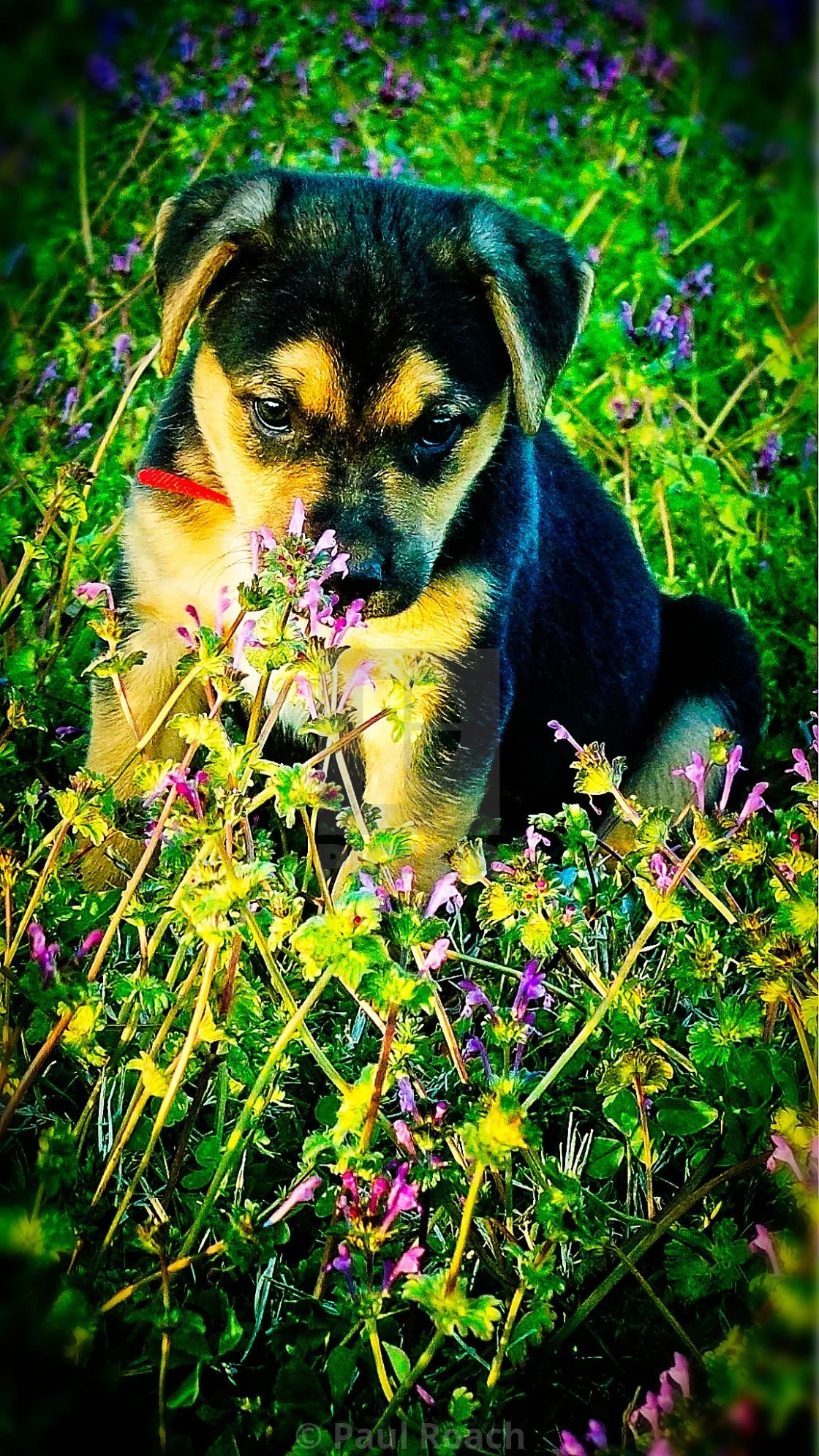 puppy.jpg