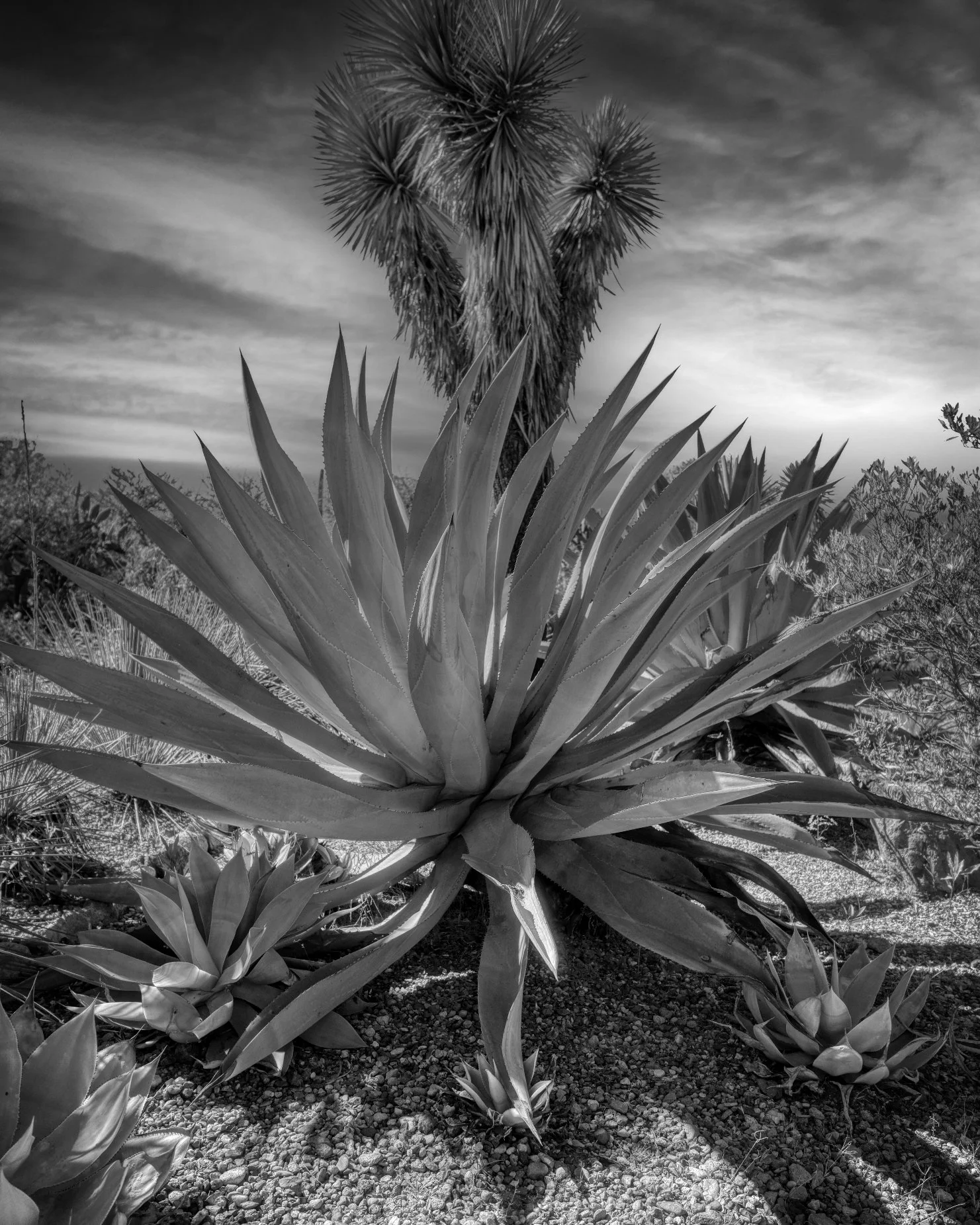 yucca.jpg