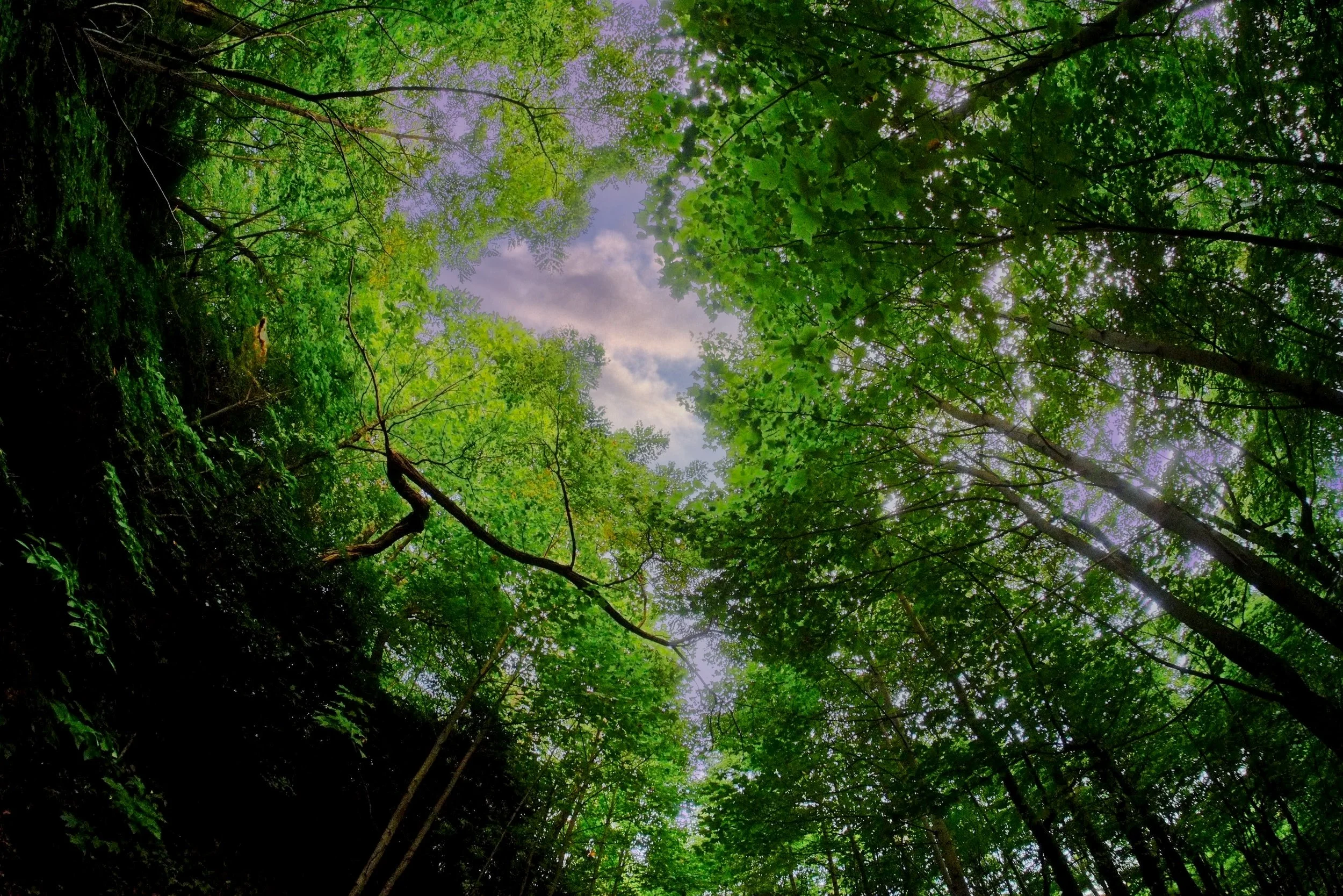 Canopy.jpg