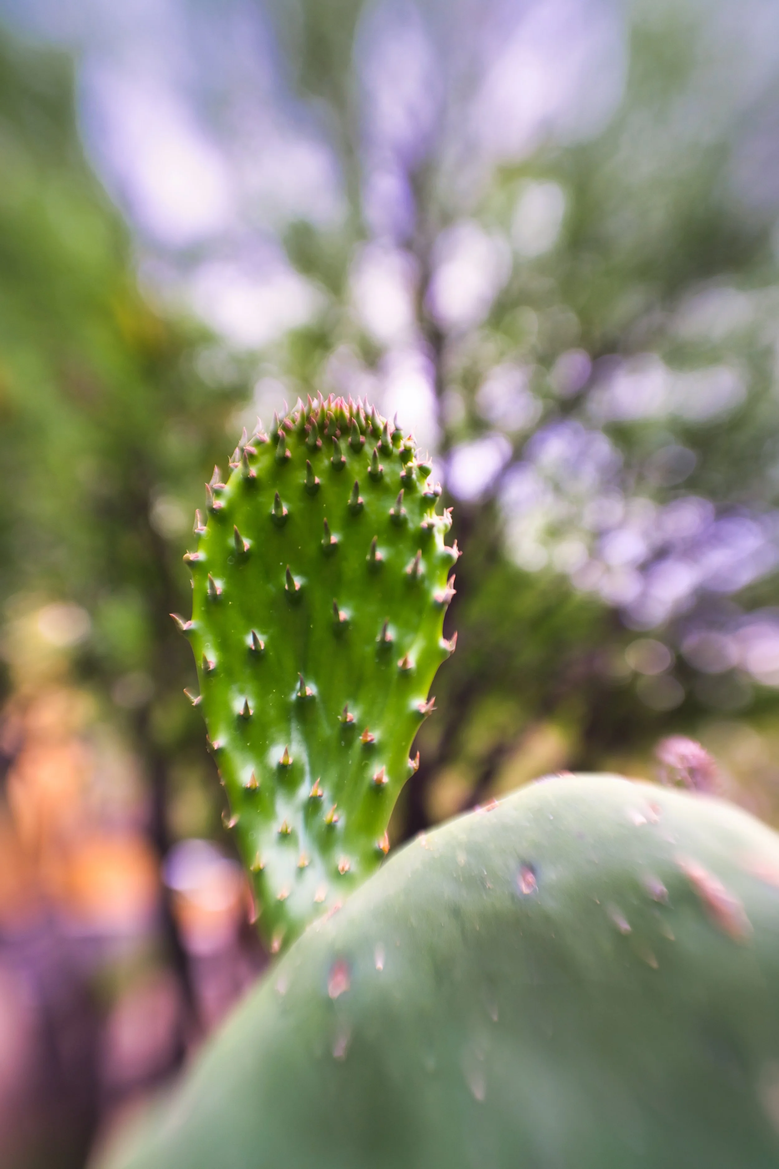 cacti.jpeg