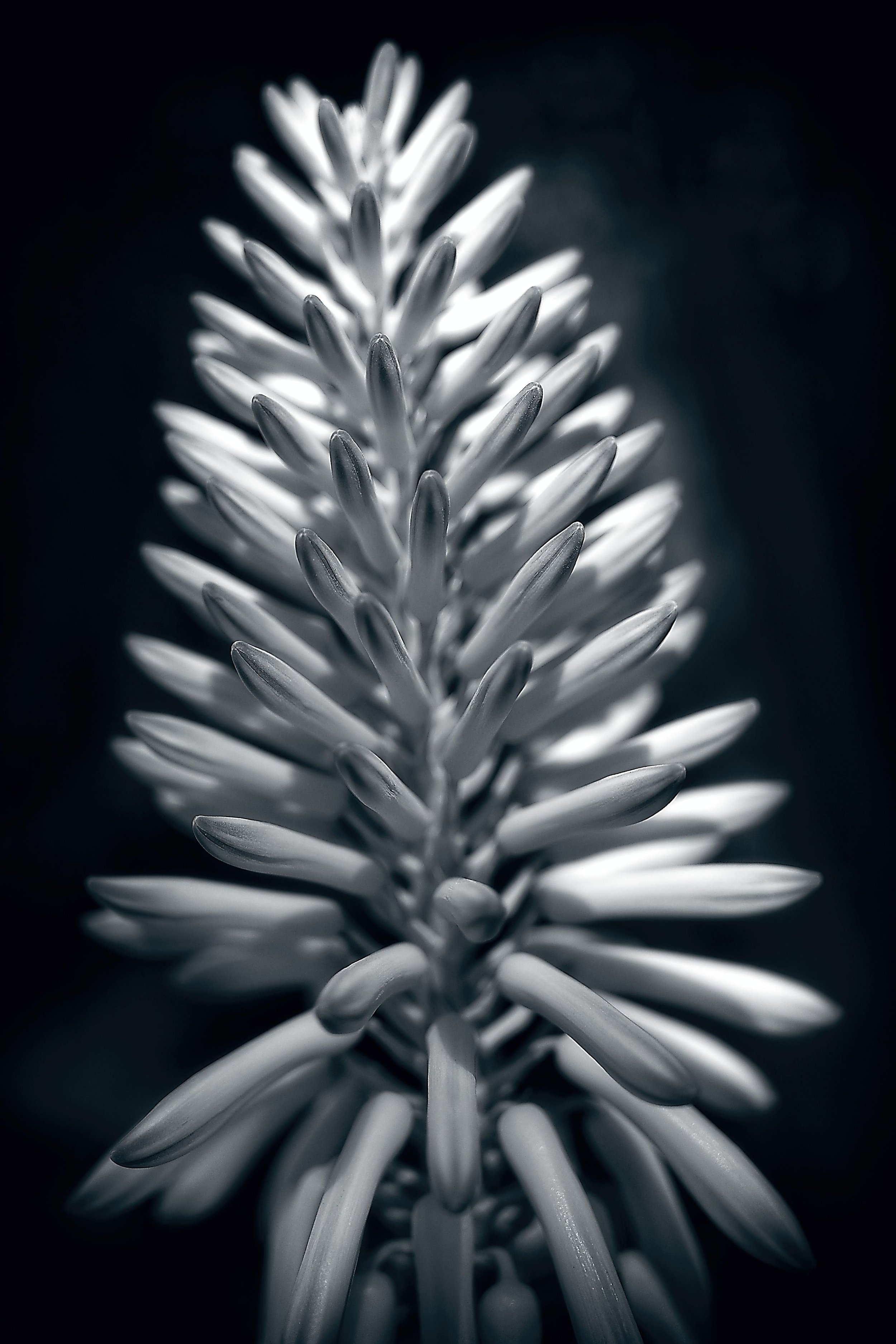 bloom.jpg