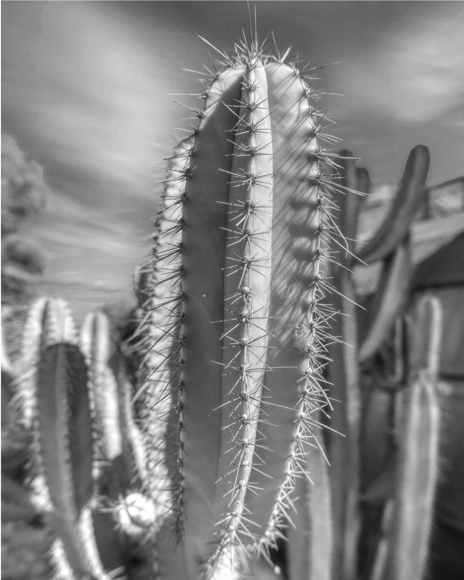 Cacti