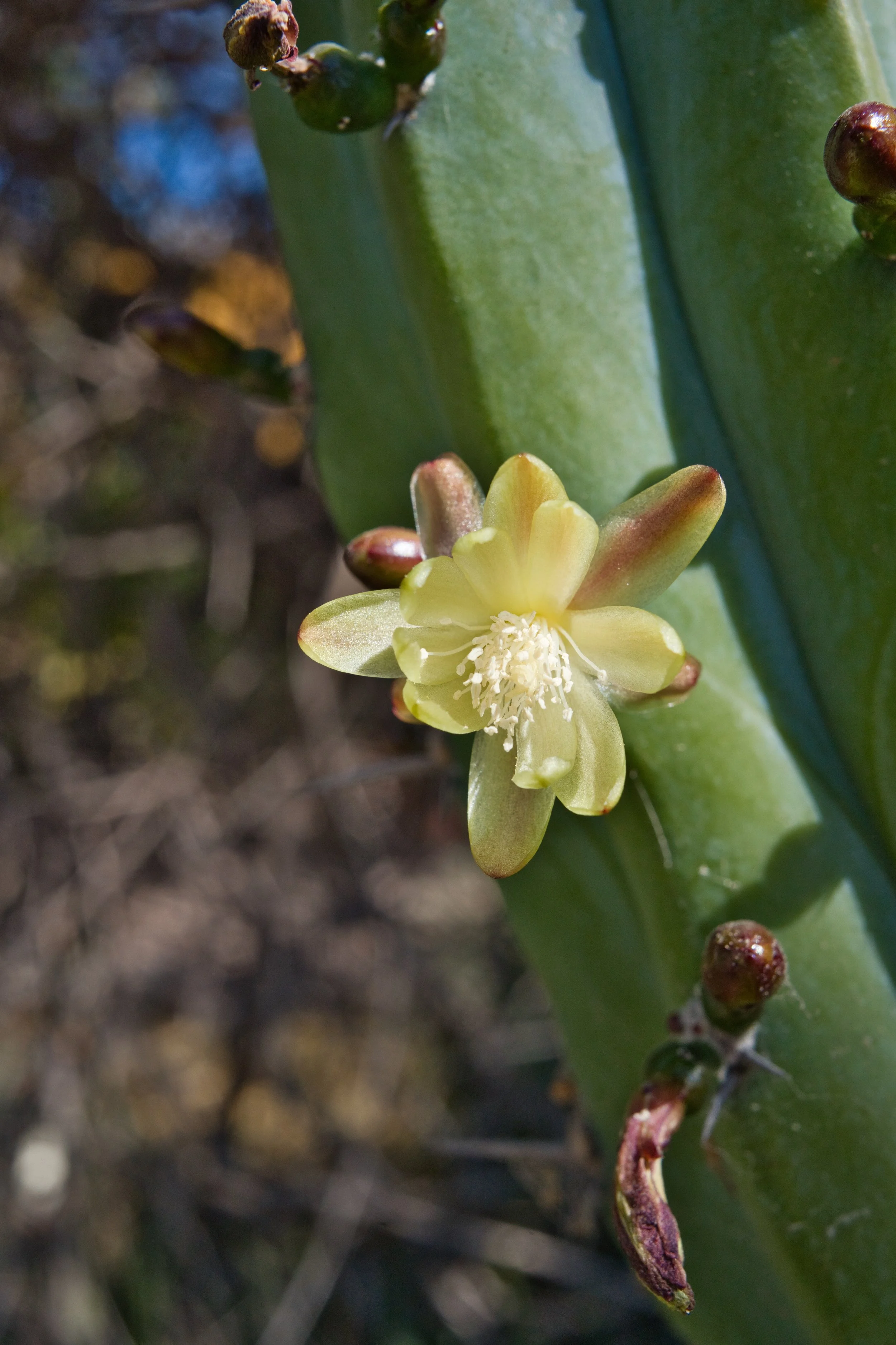 Small Flower