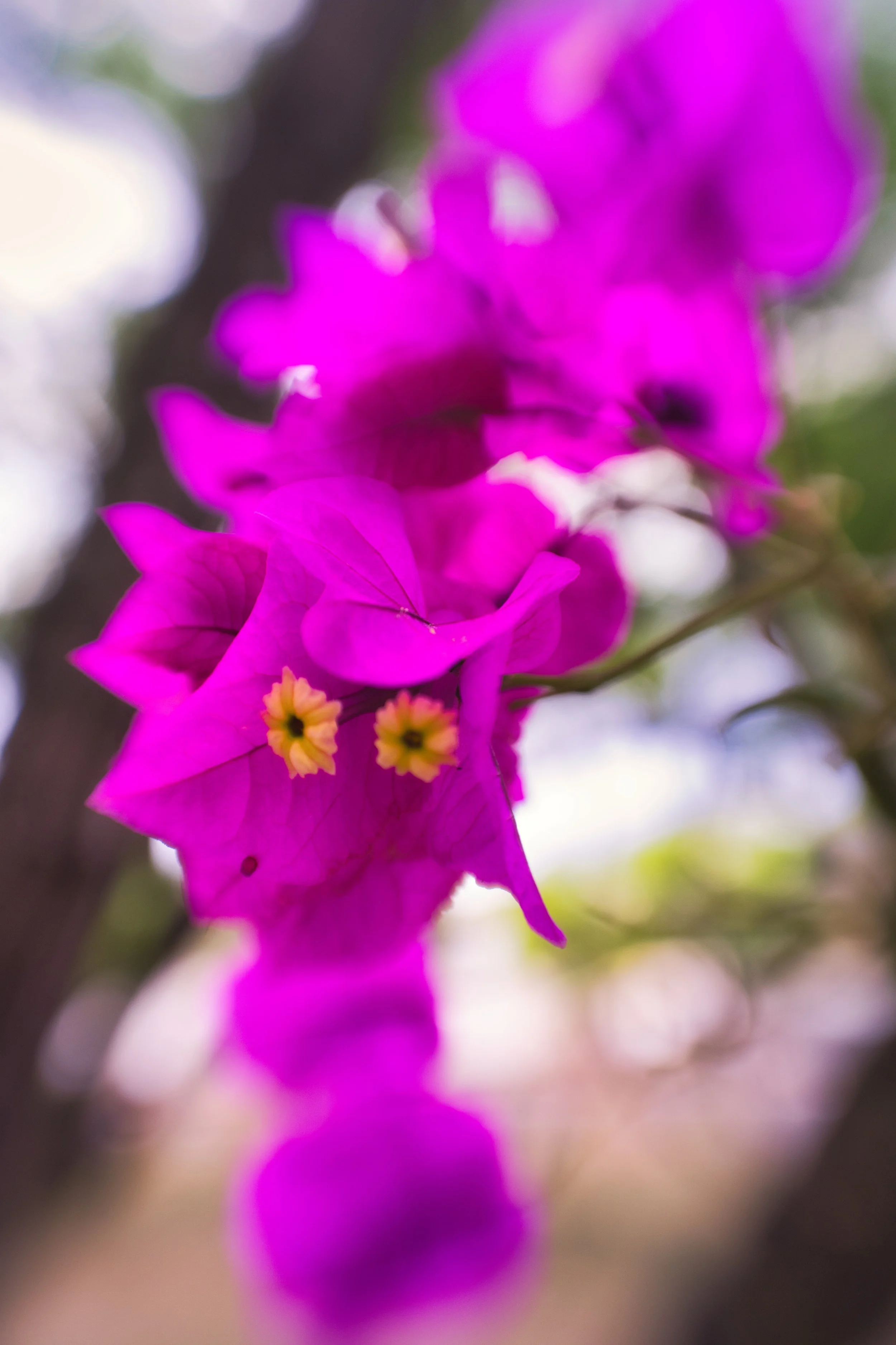 powerflower.jpeg