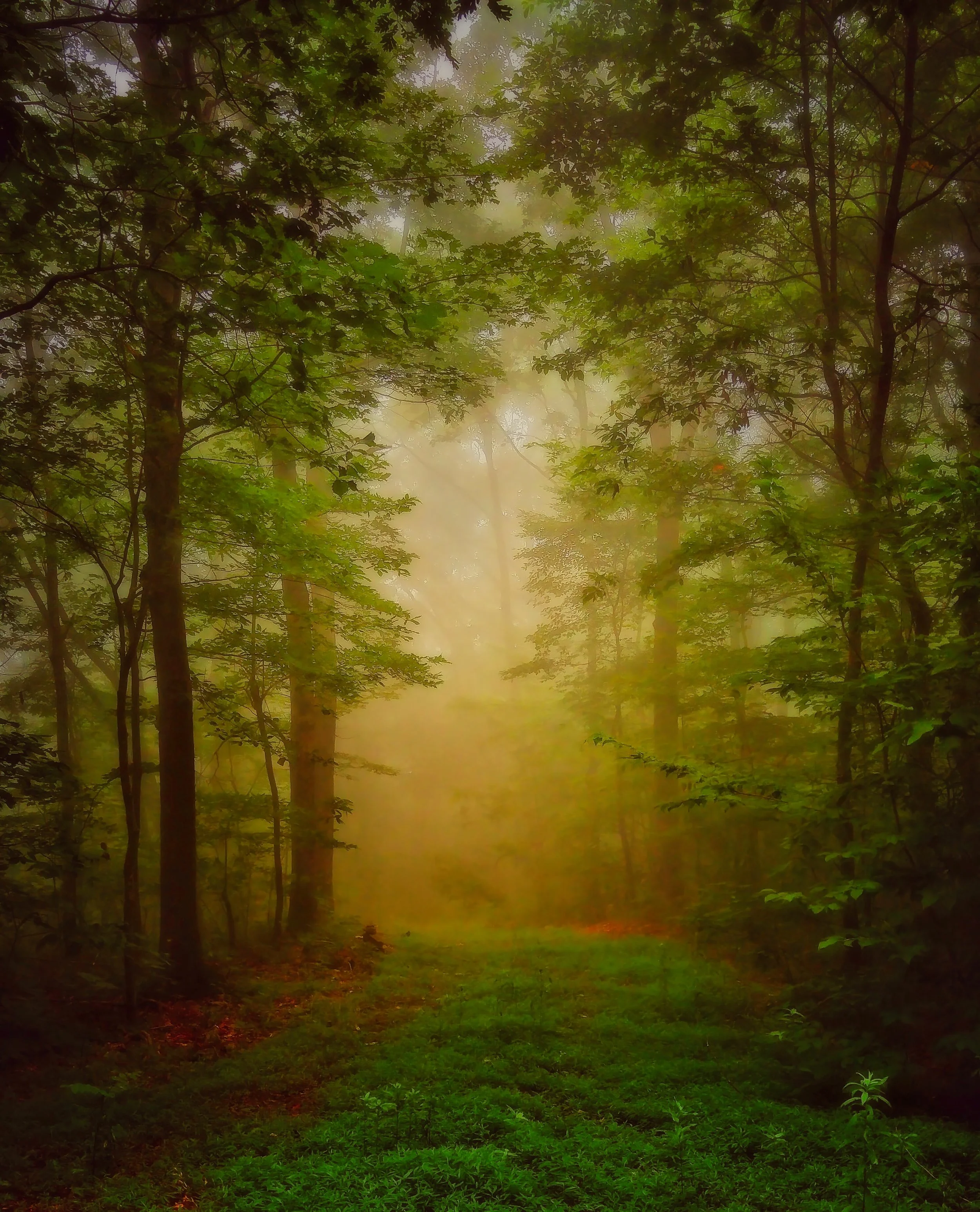 Forest