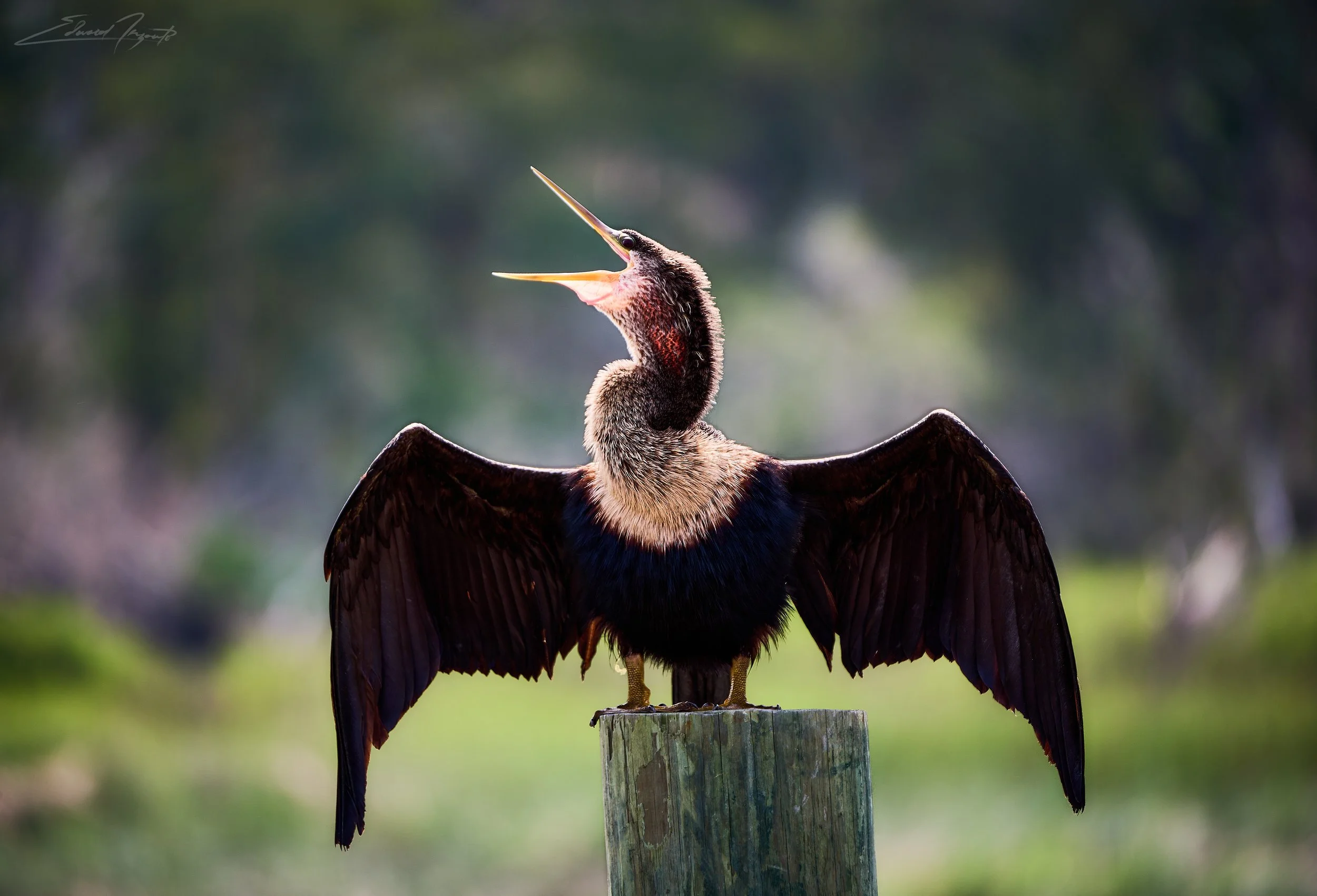 2025-06-02 Birding at Huntington_ZFN_4196.jpg