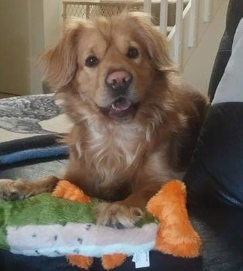 Should I Give My Young Dog Supplements? (Yes, and Here's Where to Start)