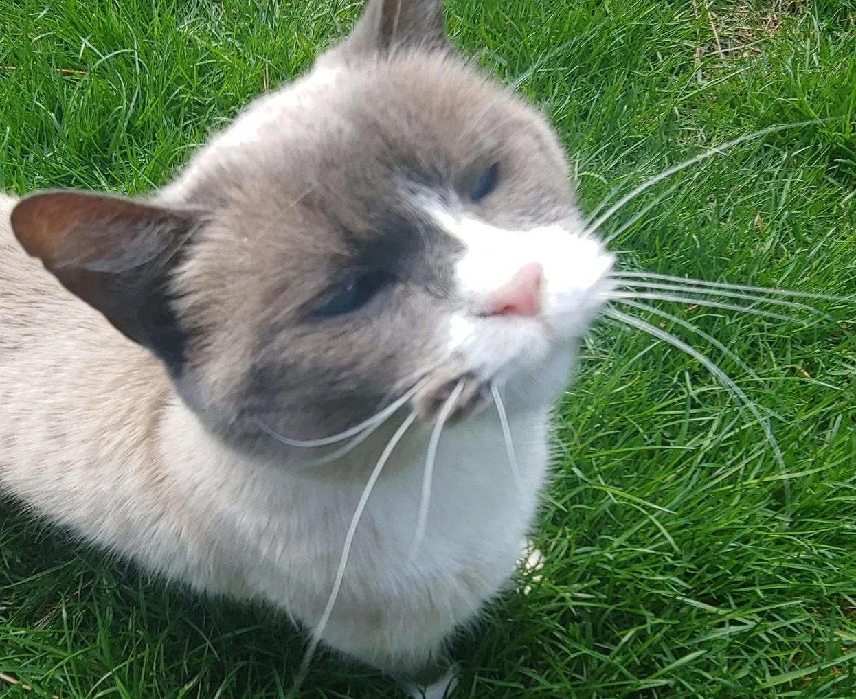 Is Whisker Fatigue Real? (Let Me Tell You About Khaleesi.)