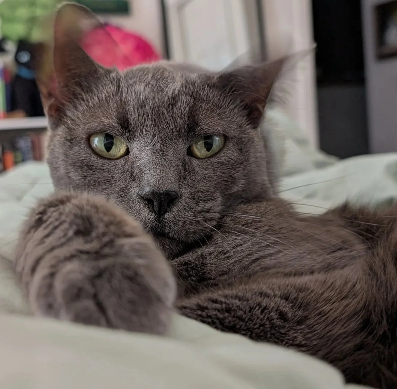 Your Cat Is Not Drinking Enough Water. Here Is Why.