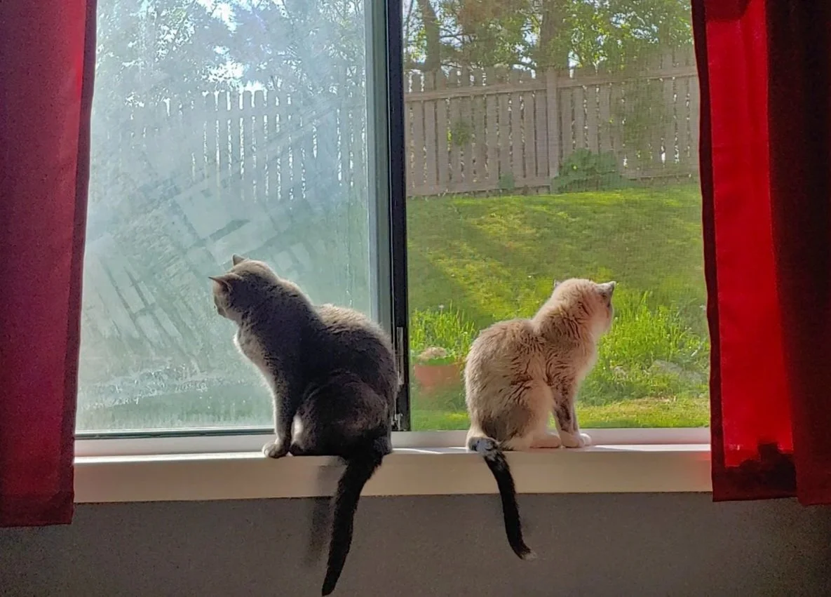 Why Won't My Cat Eat? Ask Yourself These Questions First.