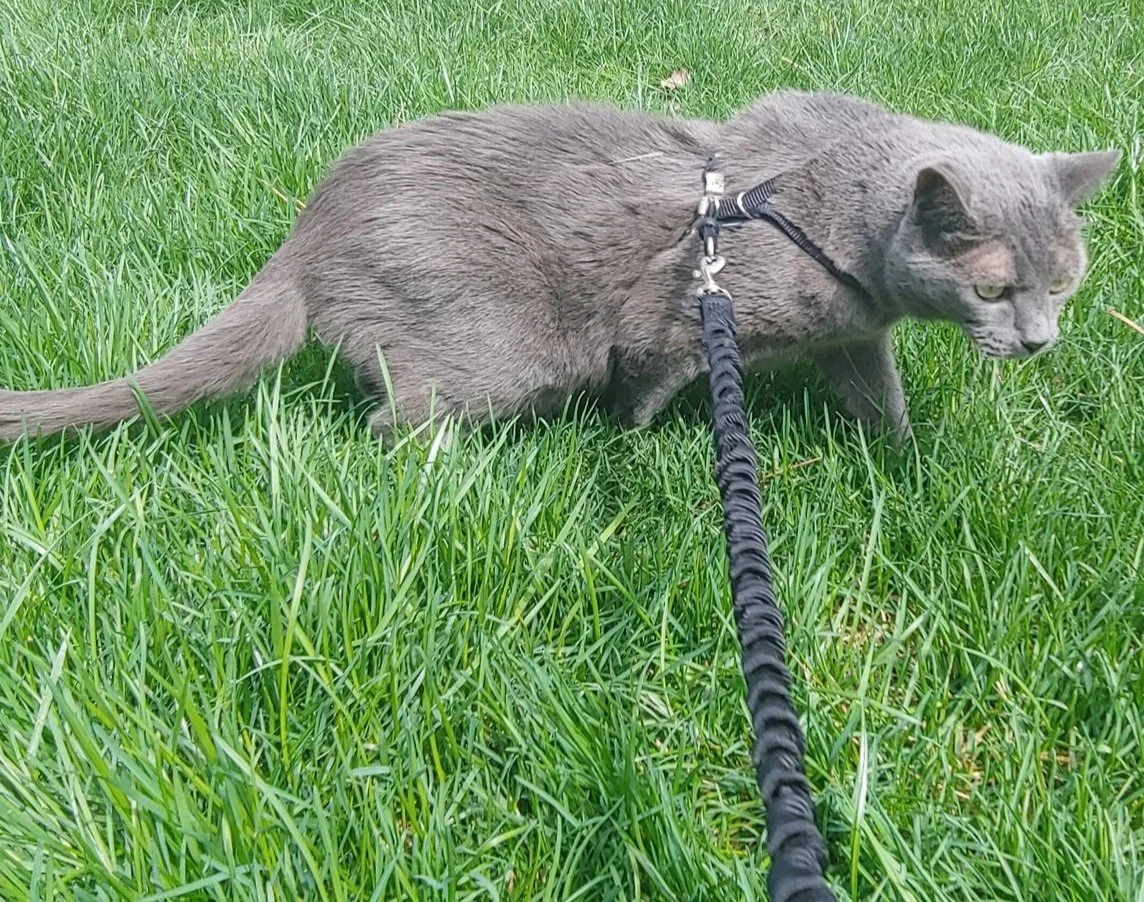 The Coyote Was Always There. Your Cat Wasn't.