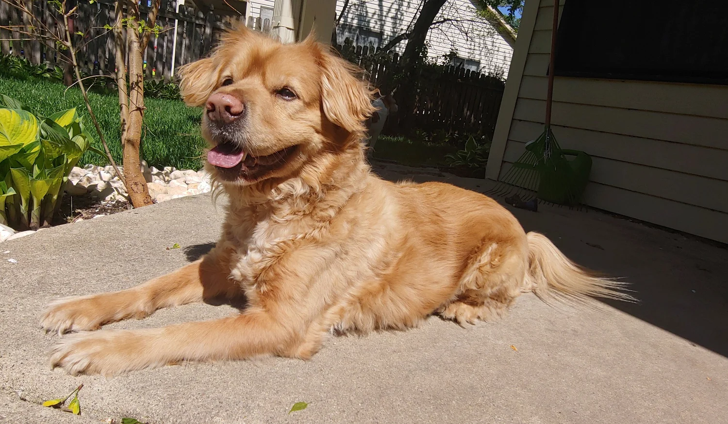 Tyrion, Petted and Vetted