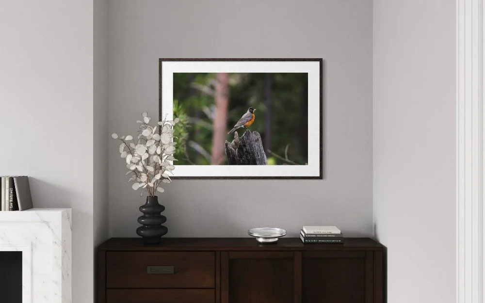 South Dakota Robin