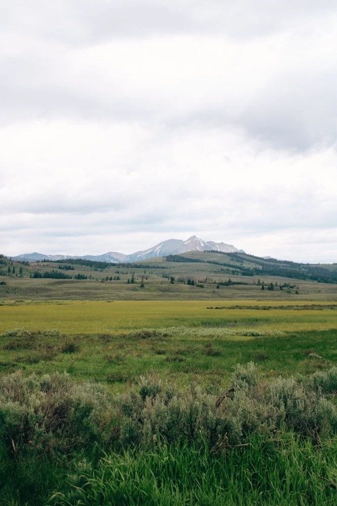 Open field with tall grasses and shrubs in foreground, rolling green hills and mountains in background under a cloudy sky.