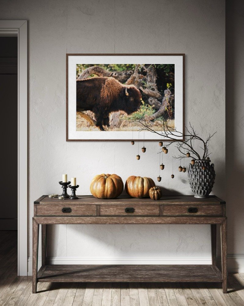 Texas Bison