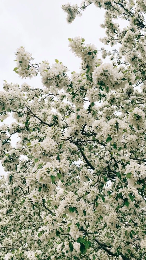 A tree with white blossoms and green leaves, seen from below against a white sky.