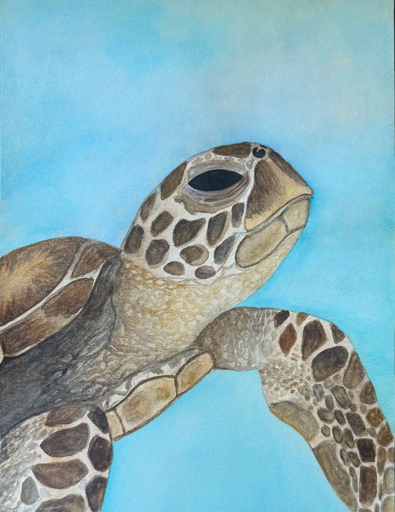 seaturtle.jpg