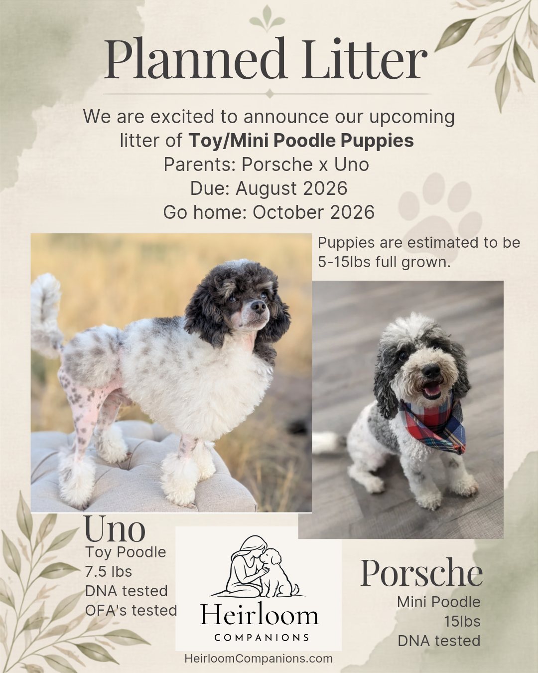Toy/Mini Poodles