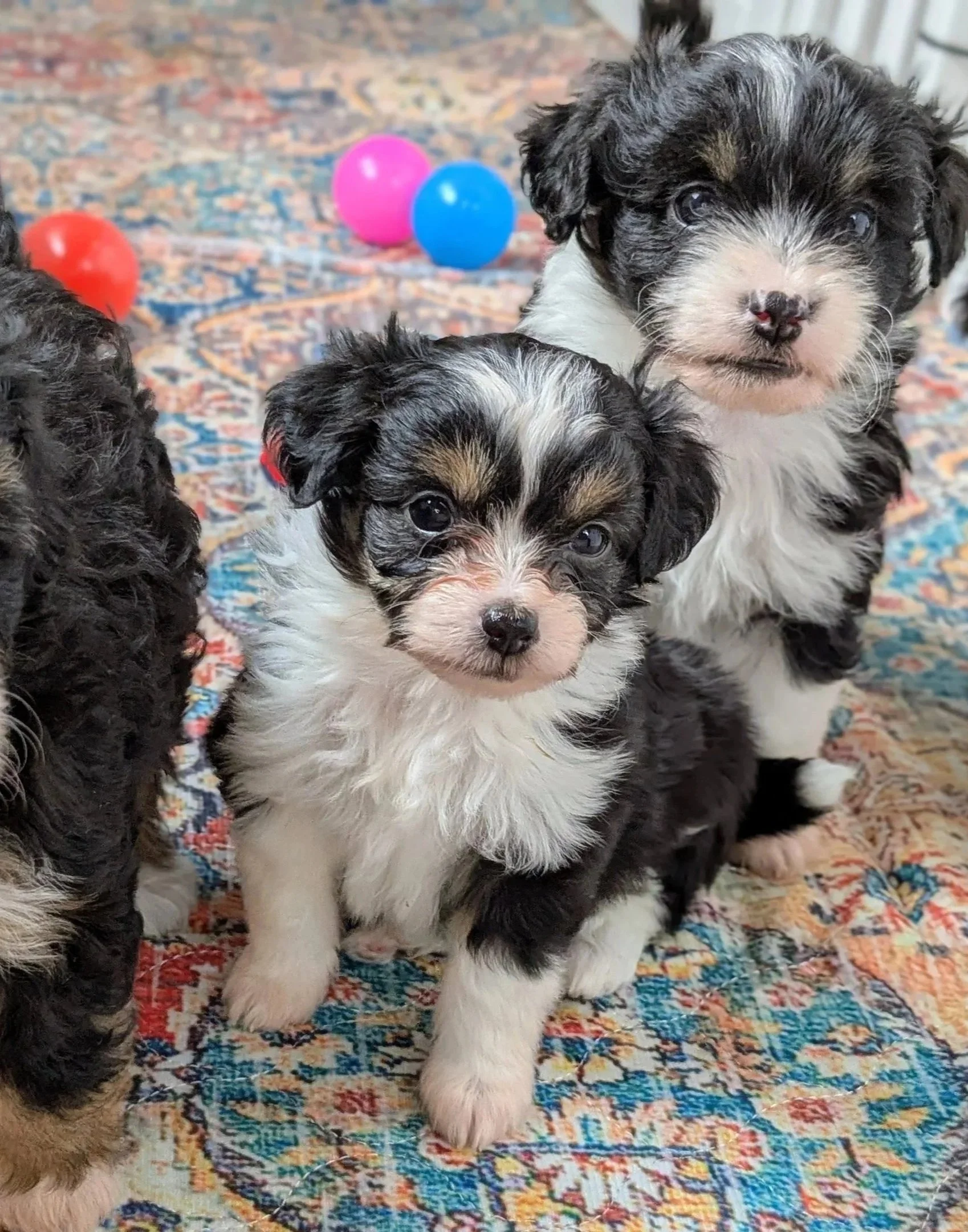 Three hypoallergenic puppies with black and white fur on a colorful patterned rug, with three small balloons in pink, blue, and red in the background.