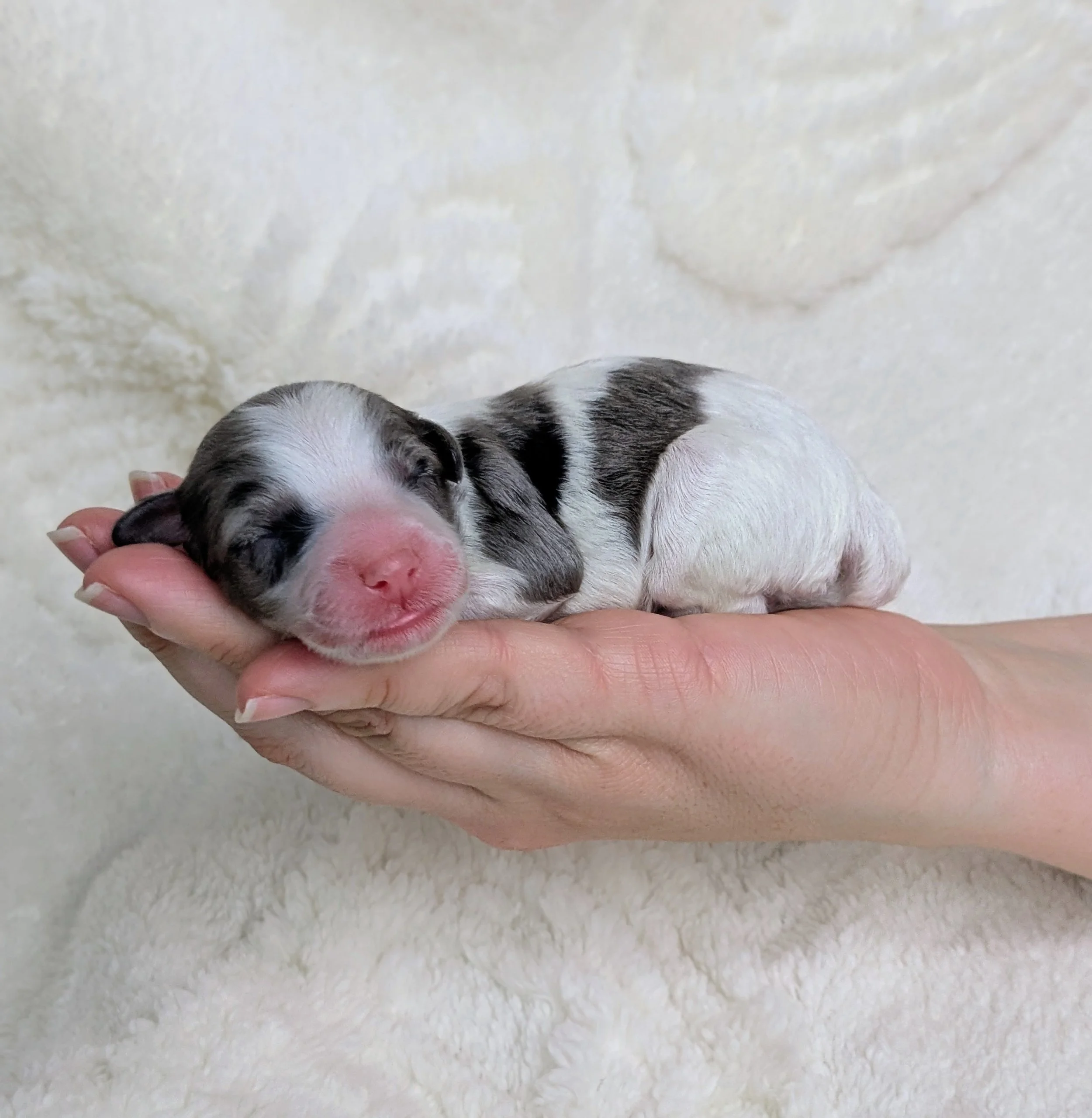 Close-up of a tiny, newborn puppy cradled in a person's hand, with a soft, light-colored background.