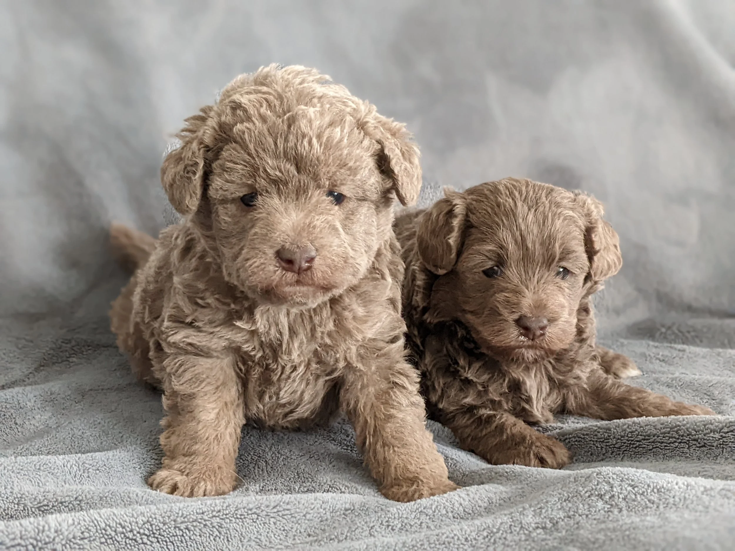 Two curly-haired brown toy labradoodle puppies sitting on a light gray textured blanket.
