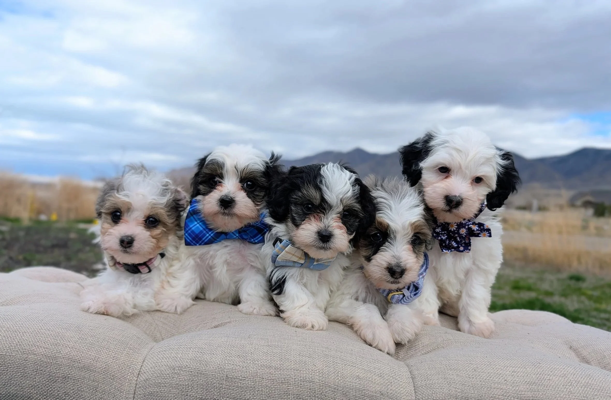 five adorable labradoodle puppies with fluffy white, black, and gray fur, wearing blue and plaid bandanas, sitting on a beige cushion outdoors with mountains and cloudy sky in the background.