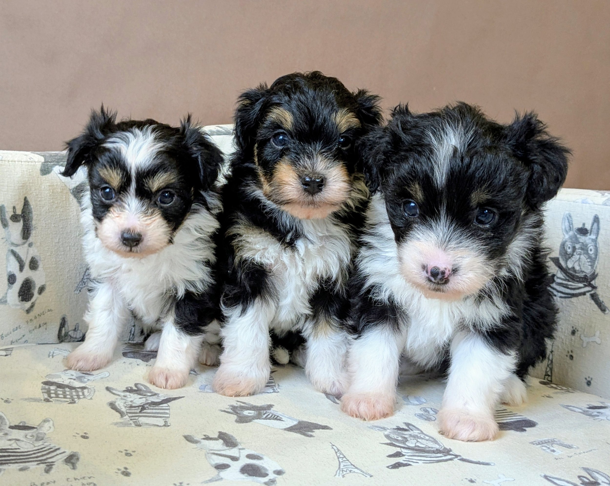 Three adorable black, white, and tan doodle puppies with fluffy fur sitting closely together on a couch with animal print and handwritten text fabric.