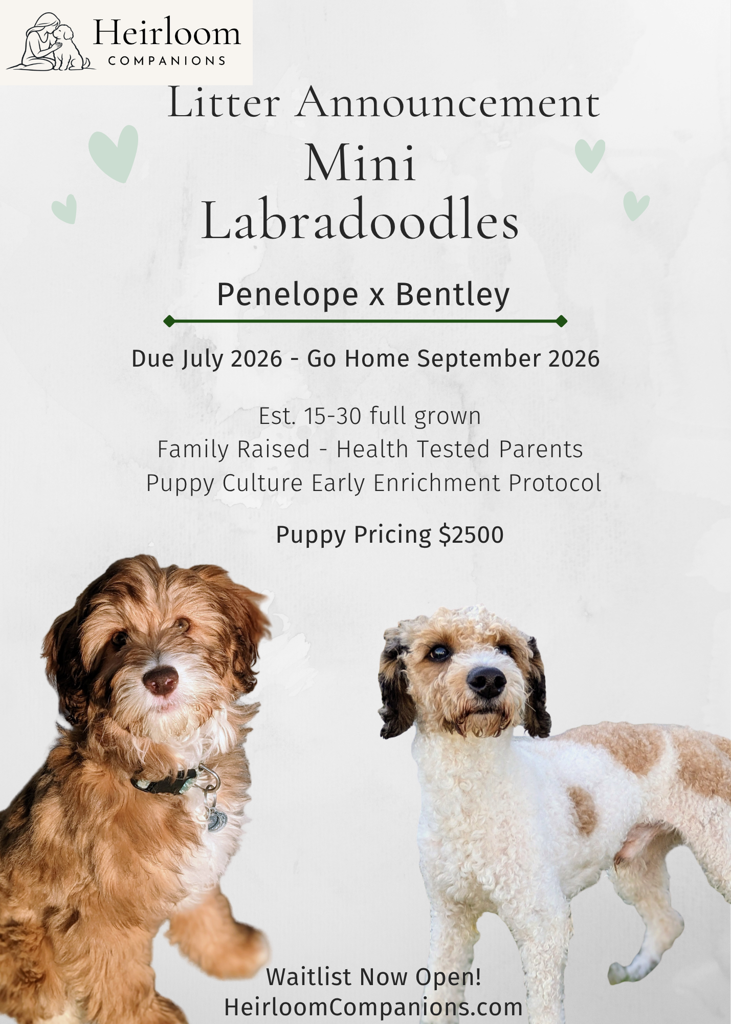 Mini Labradoodles
