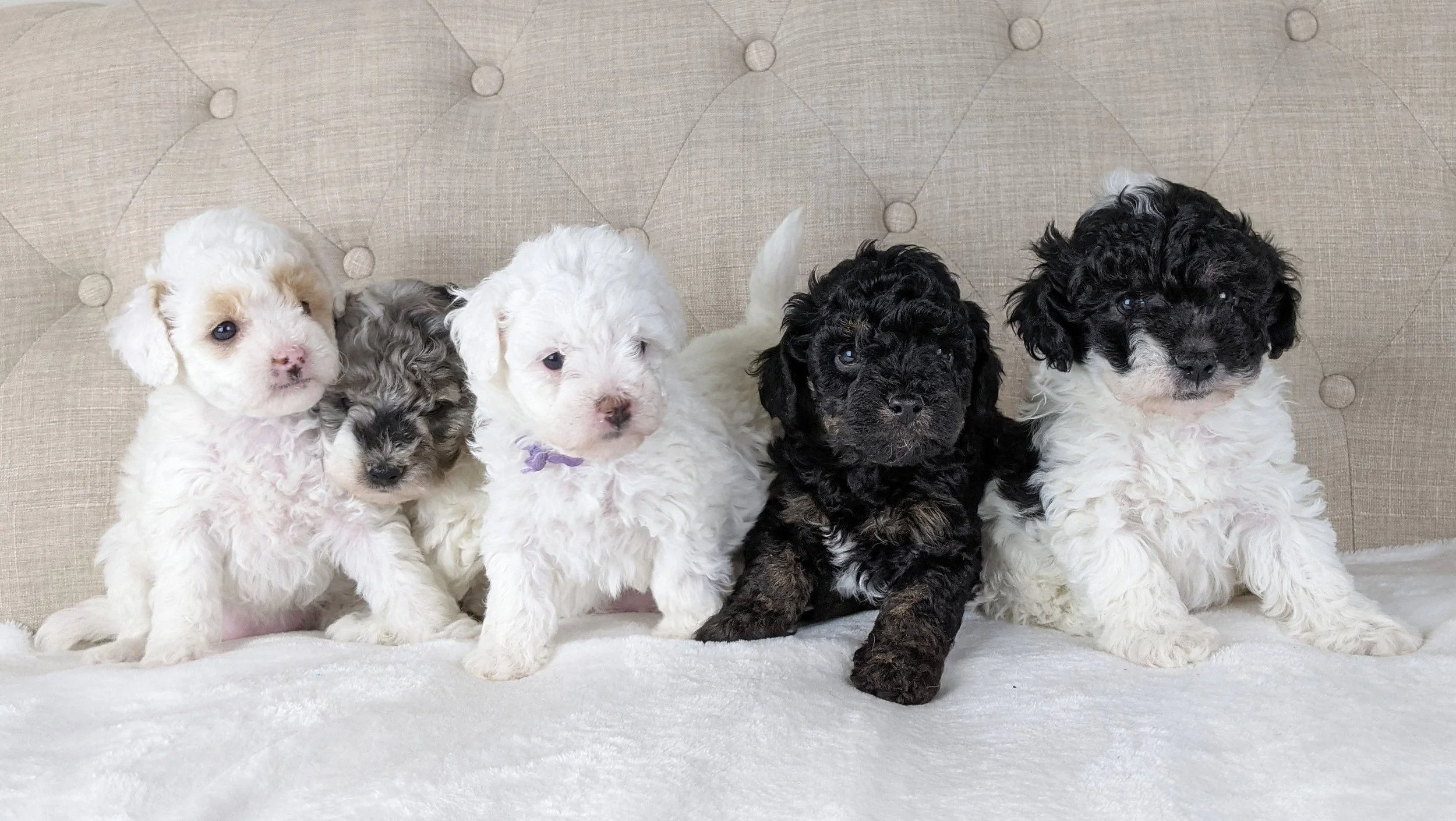 Five adorable doodle puppies sitting close together on a white surface in front of a beige tufted backrest.