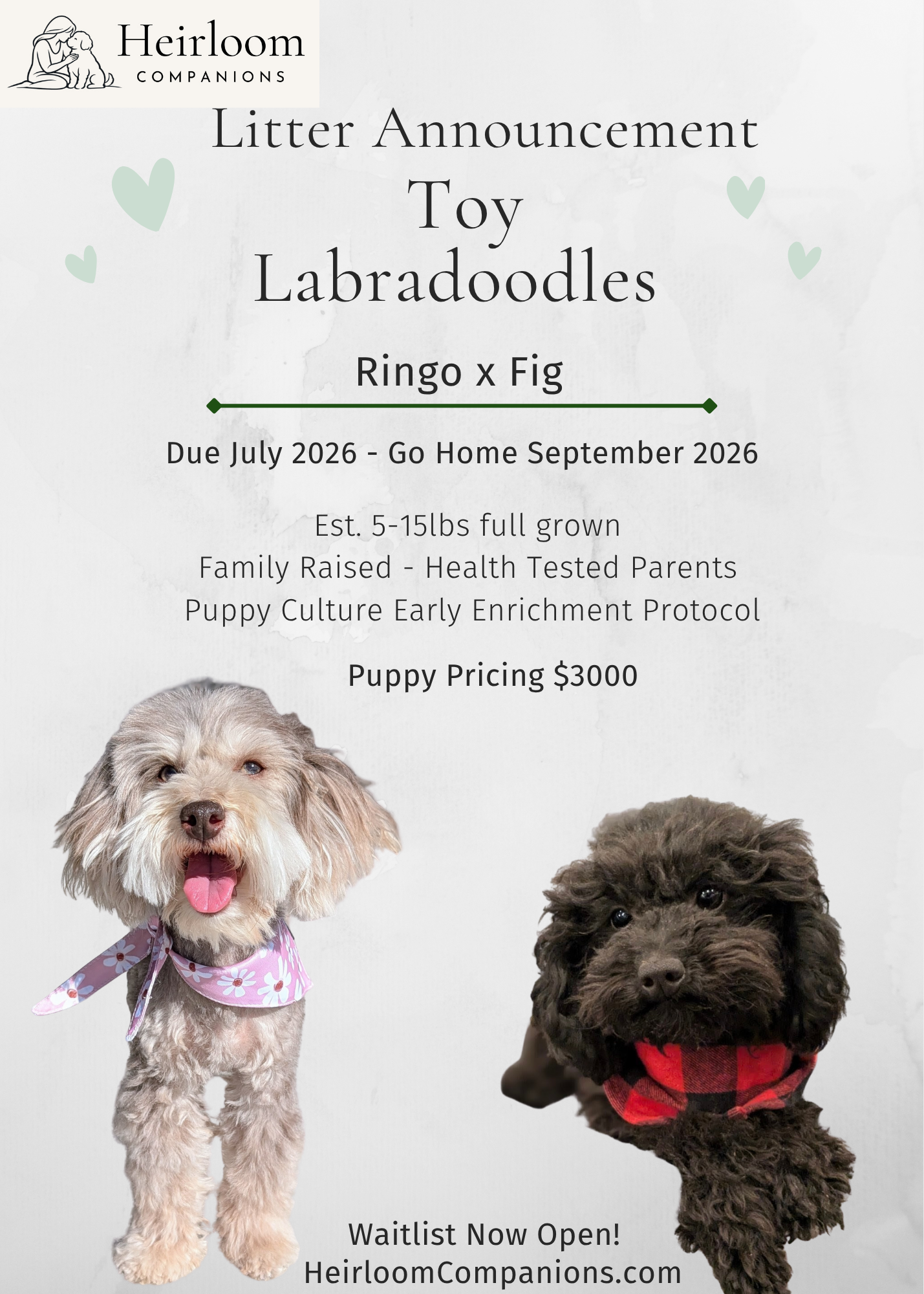 ringo fig toy labradoodle announcement.png