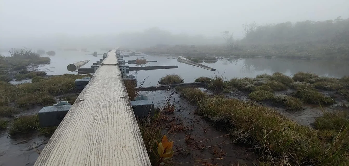 Alakai swamp.jpg