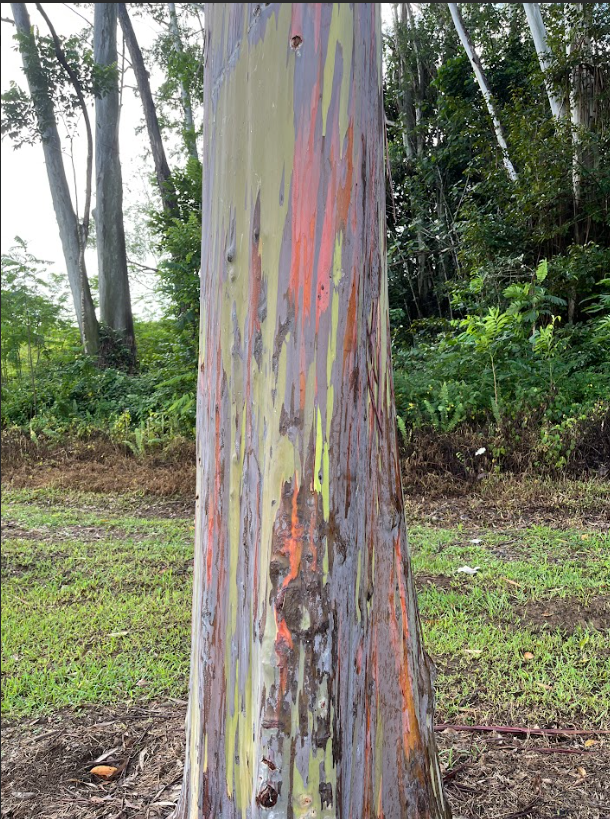 rainbow eucalyptus tree (1).png