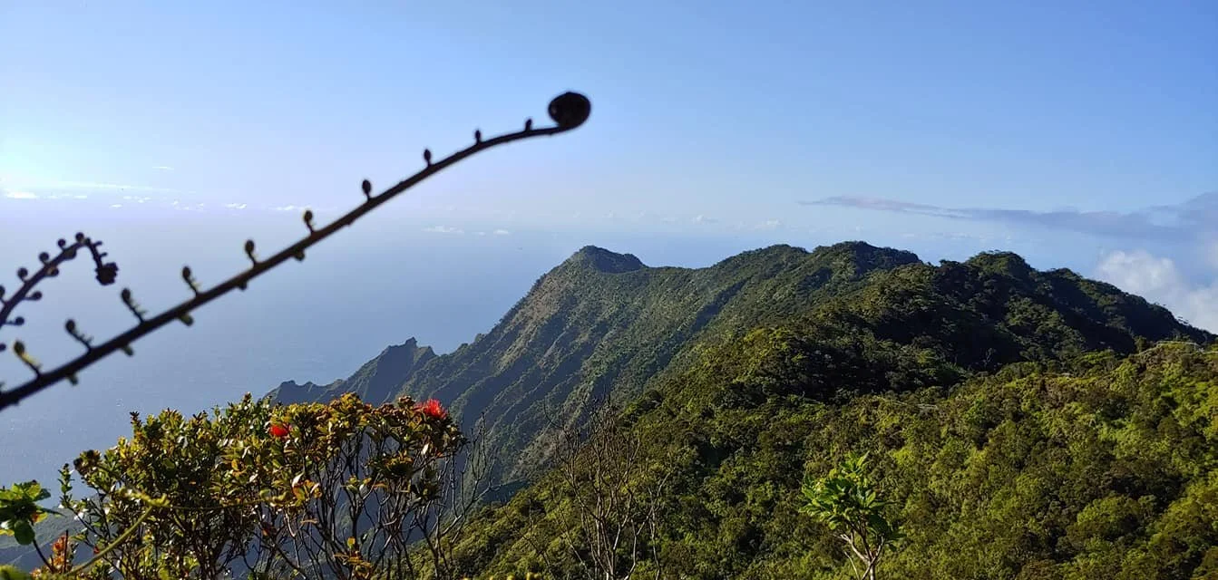 mountain ridge covered with green vegetation under a partly cloudy sky, with a plant in the foreground.