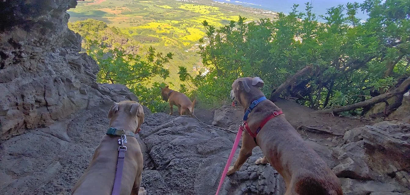 Dogs Hiking.jpg
