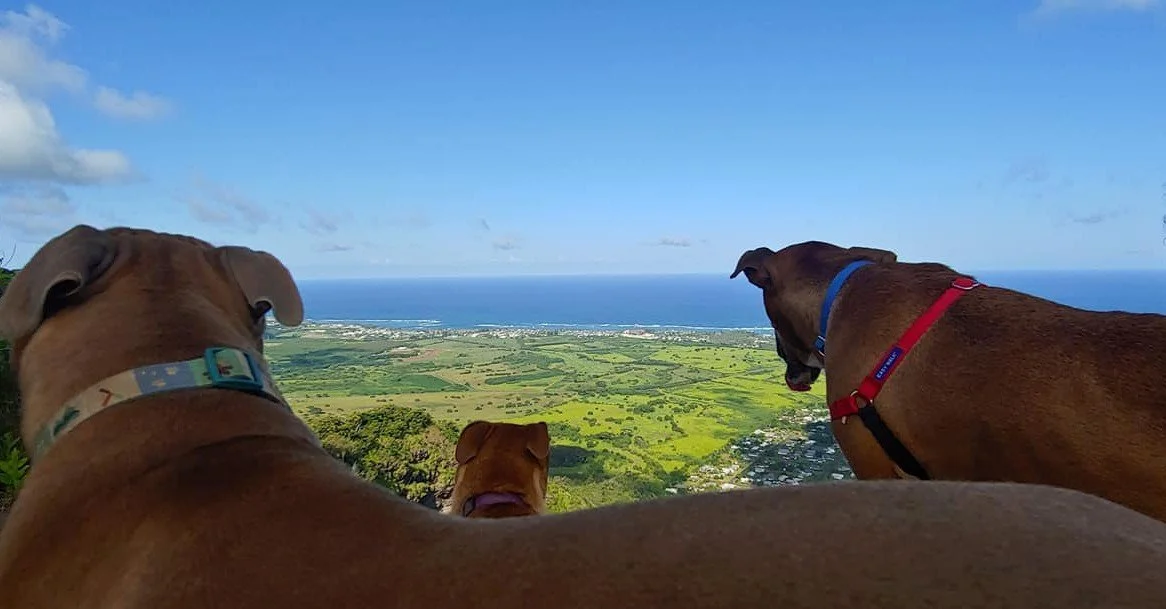 Dogs checking out view.jpg