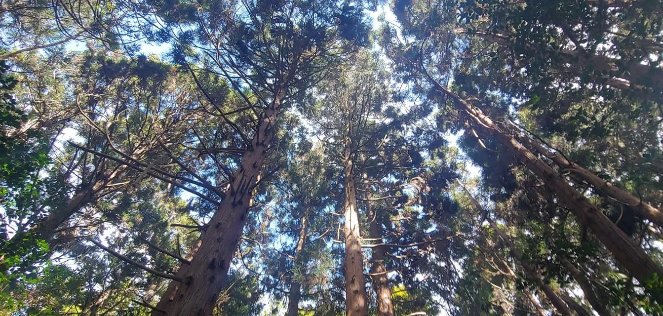 Cook pines.jpg