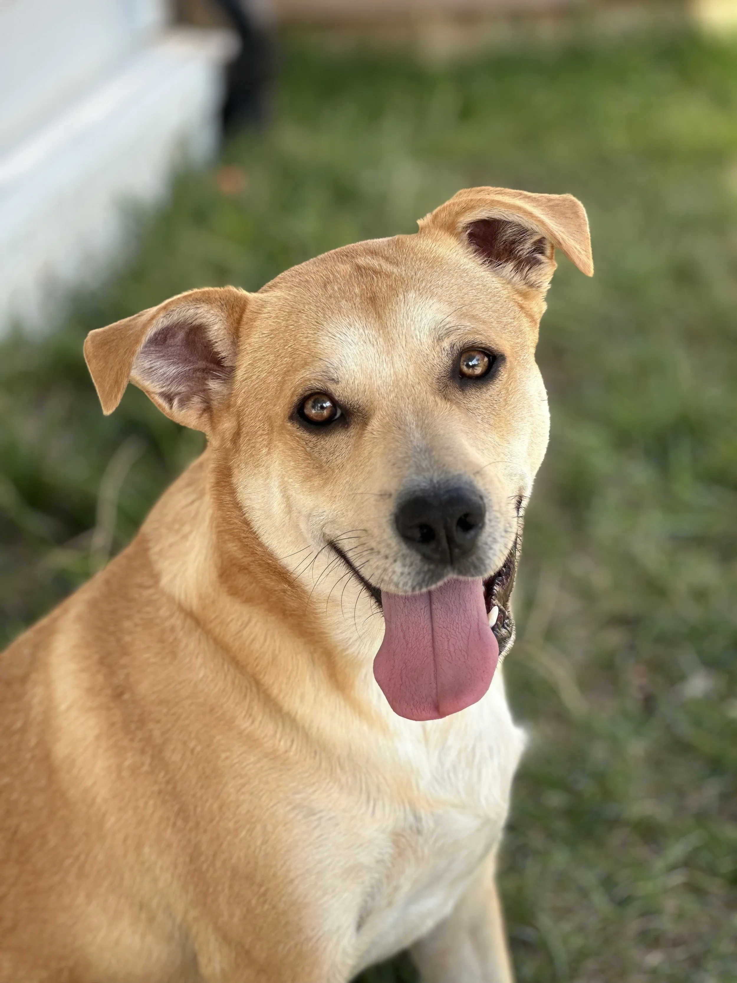Close-up of a tan dog with a pink tongue and expressive brown eyes, outdoors on green grass.