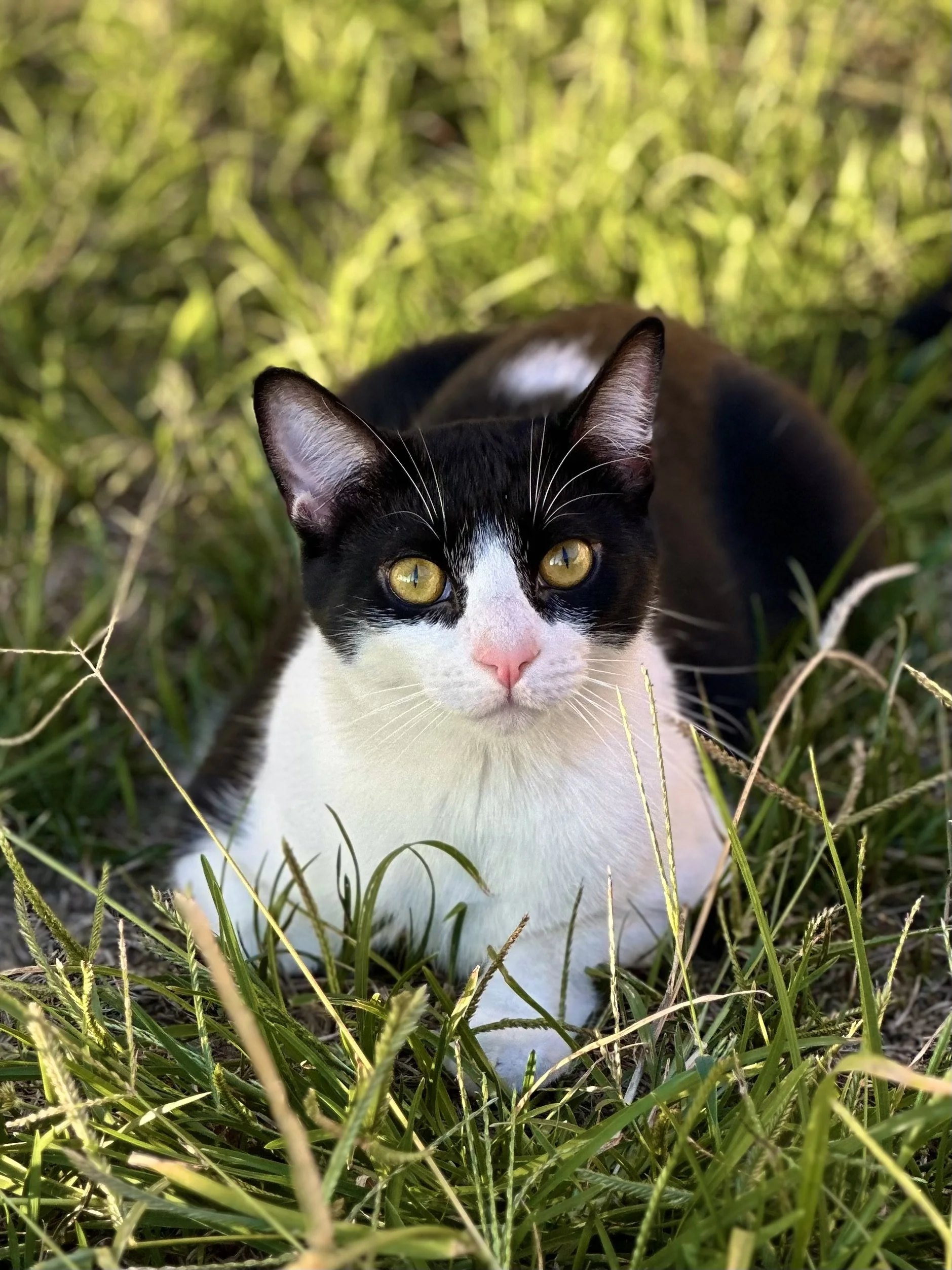 A black and white cat with yellow eyes lying in tall grass, looking directly at the camera.