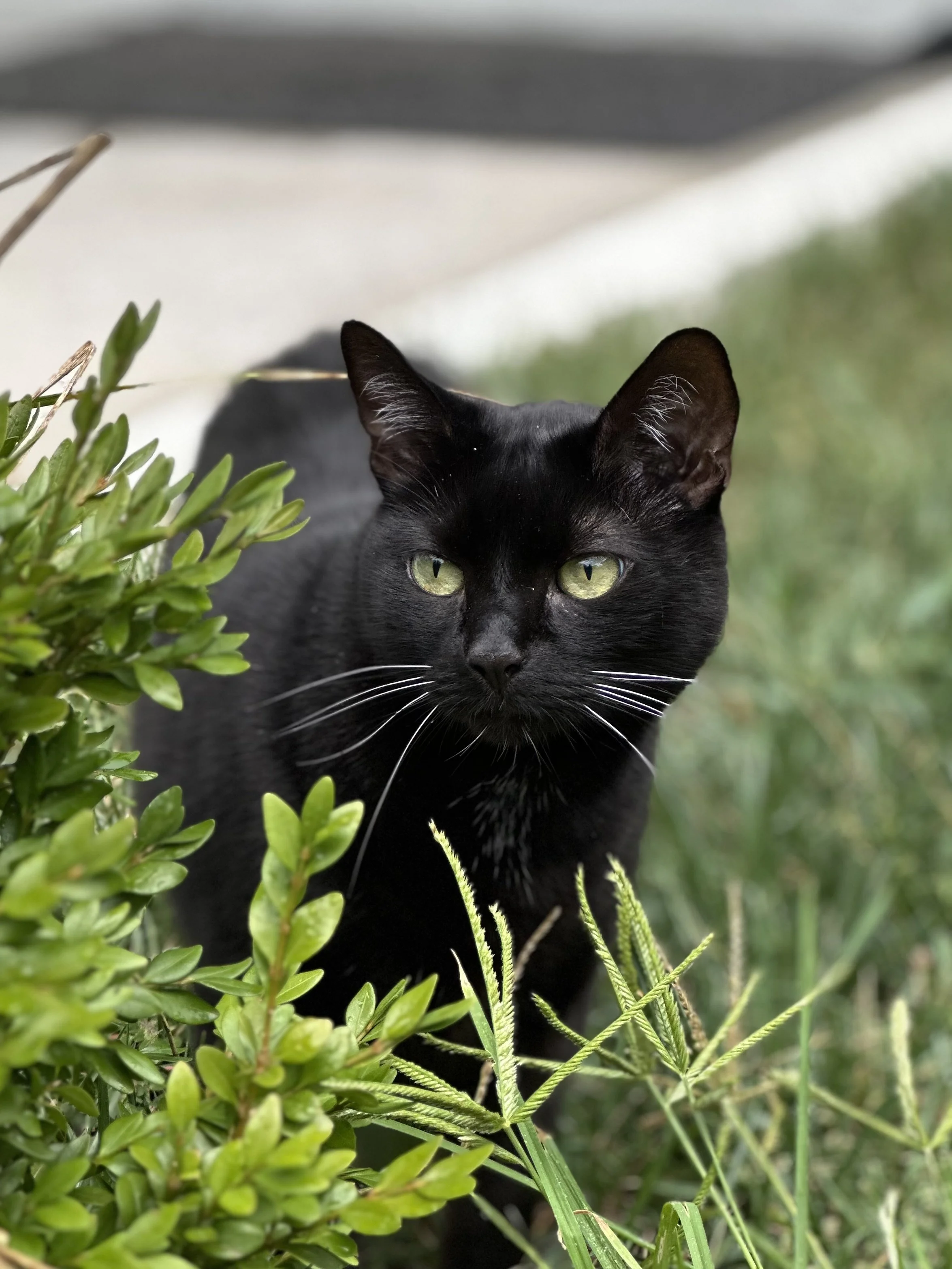 A black cat with green eyes among green plants and grasses outdoors.