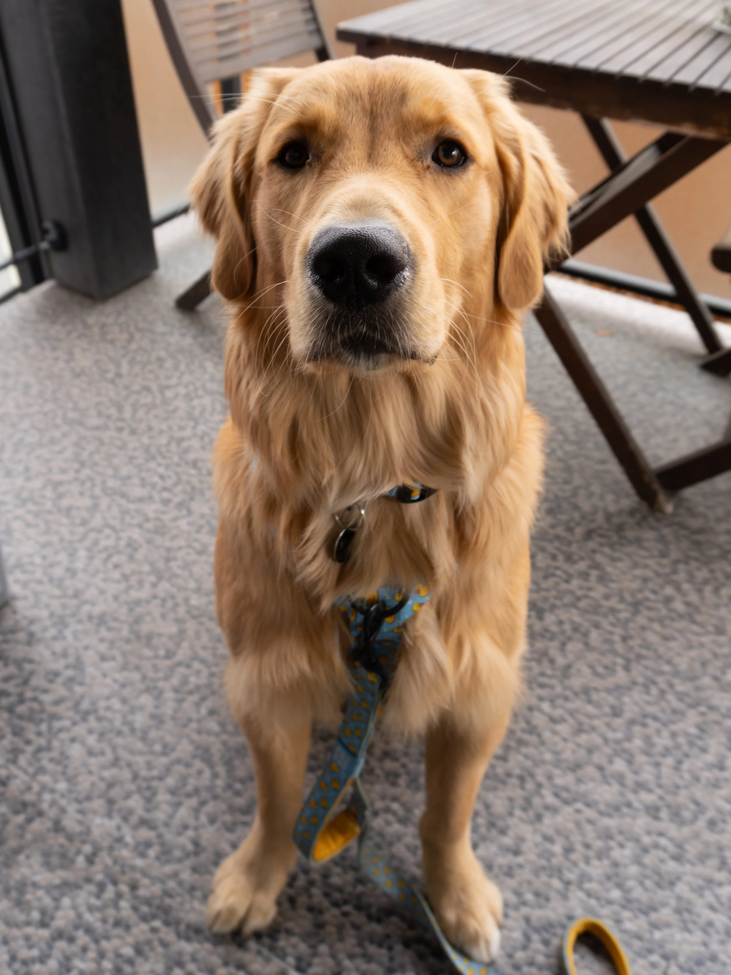 Therapy in Kelowna with a dog