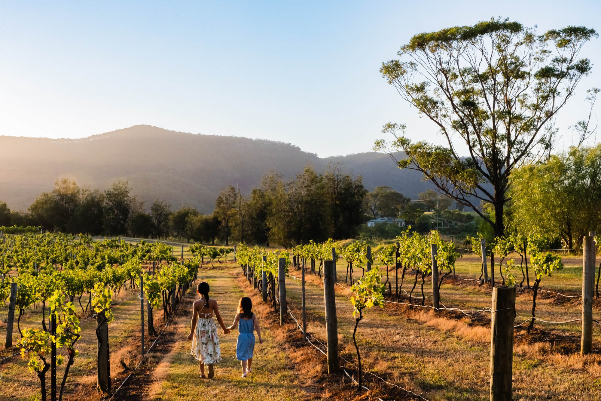 Two children walking through rows of grapevines in a vineyard below mountains in warm evening light, Pokolbin, Hunter Valley.