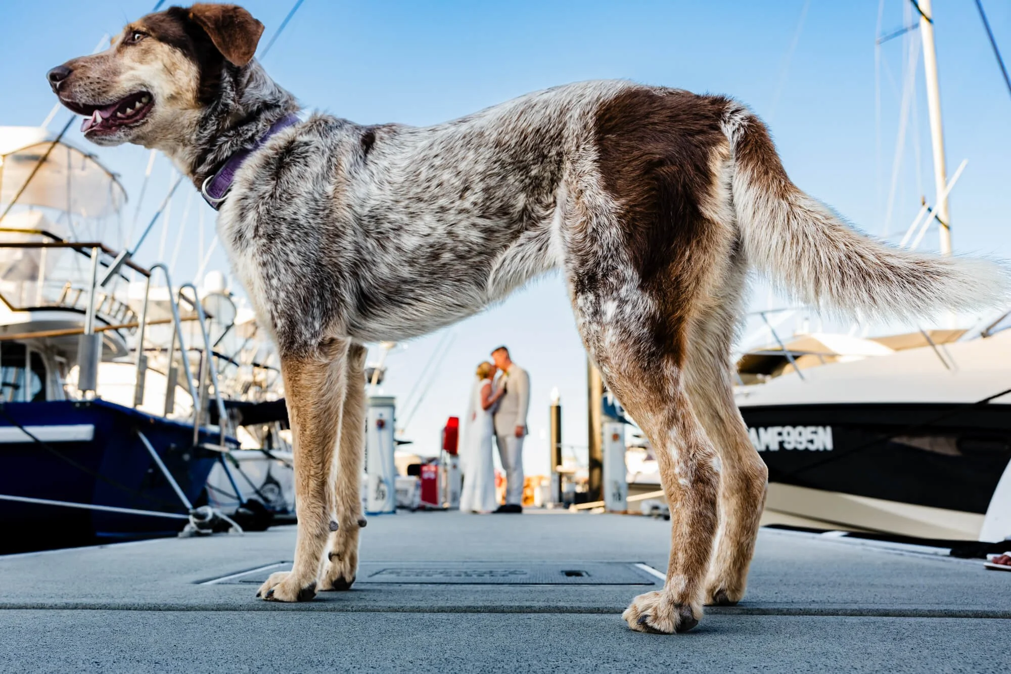 The couple's dog stands watch on the jetty at The Anchorage, Corlette, Port Stephens, with yachts and the bride and groom in the background.